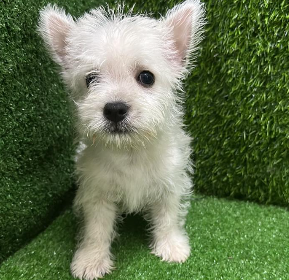 West Highland Terrier ( Westie) 西高地梗犬