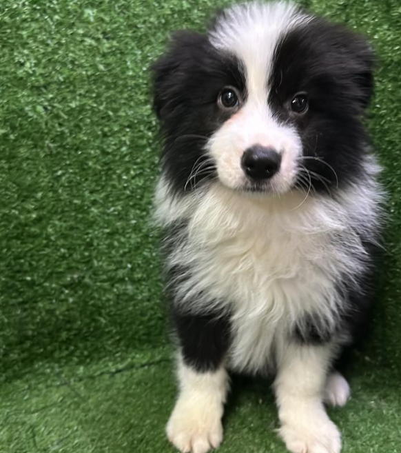 Border Collie 边境牧羊犬