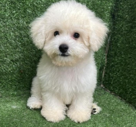 Screenshot 2026-02-11 160445.png