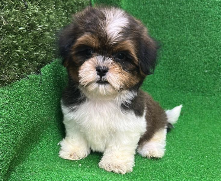 Malshi (Maltese mixed Shih Tzu) 马尔西施
