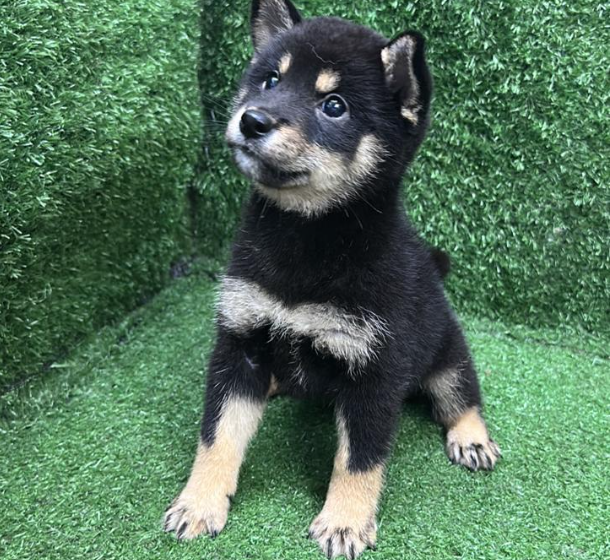 Screenshot 2026-02-11 161033.png