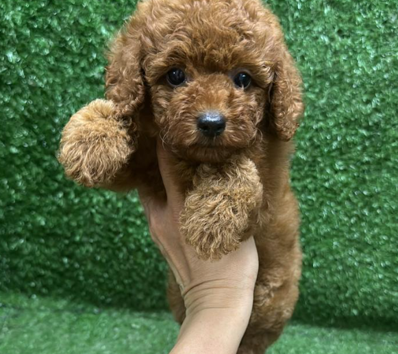 Screenshot 2026-02-11 162125.png