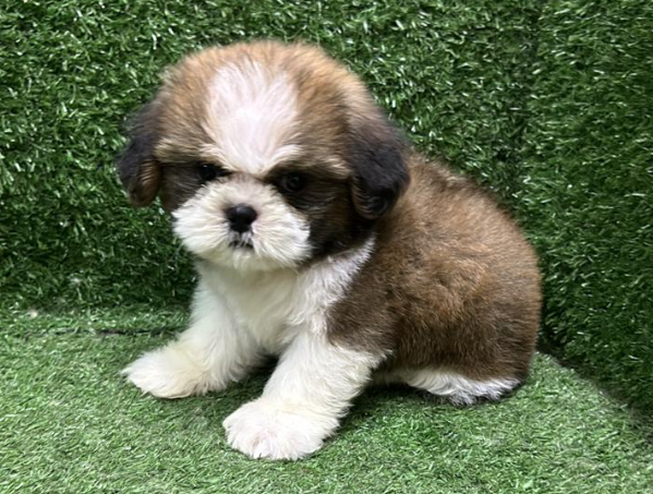 Shih Tzu 西施