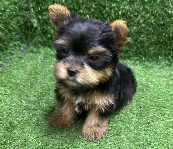 Yorkshire Terrier  (Yorkie） 约克夏