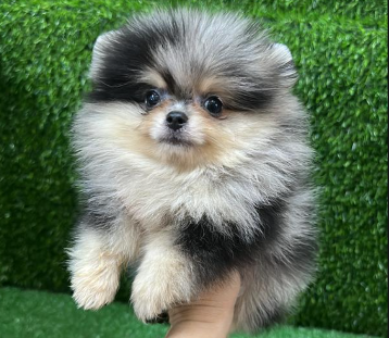 Screenshot 2026-02-11 153546.png