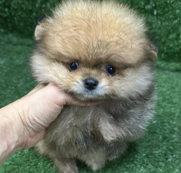 Screenshot 2026-02-11 153645.png