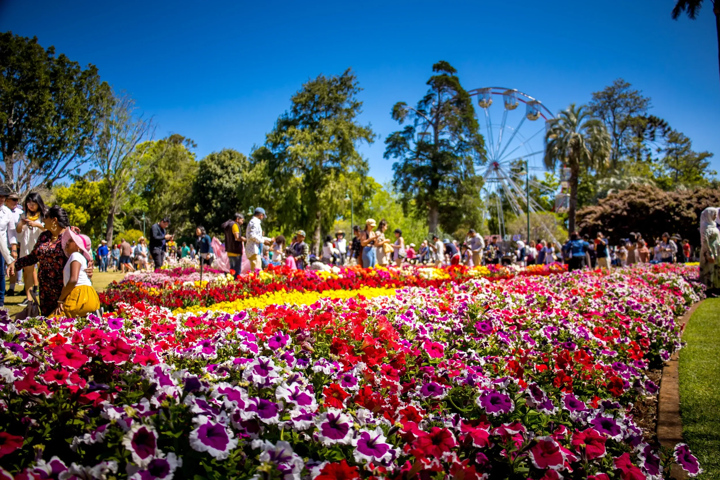 Carnival of Flowers, Toowoomba — twenty minutes from the estate, every September.