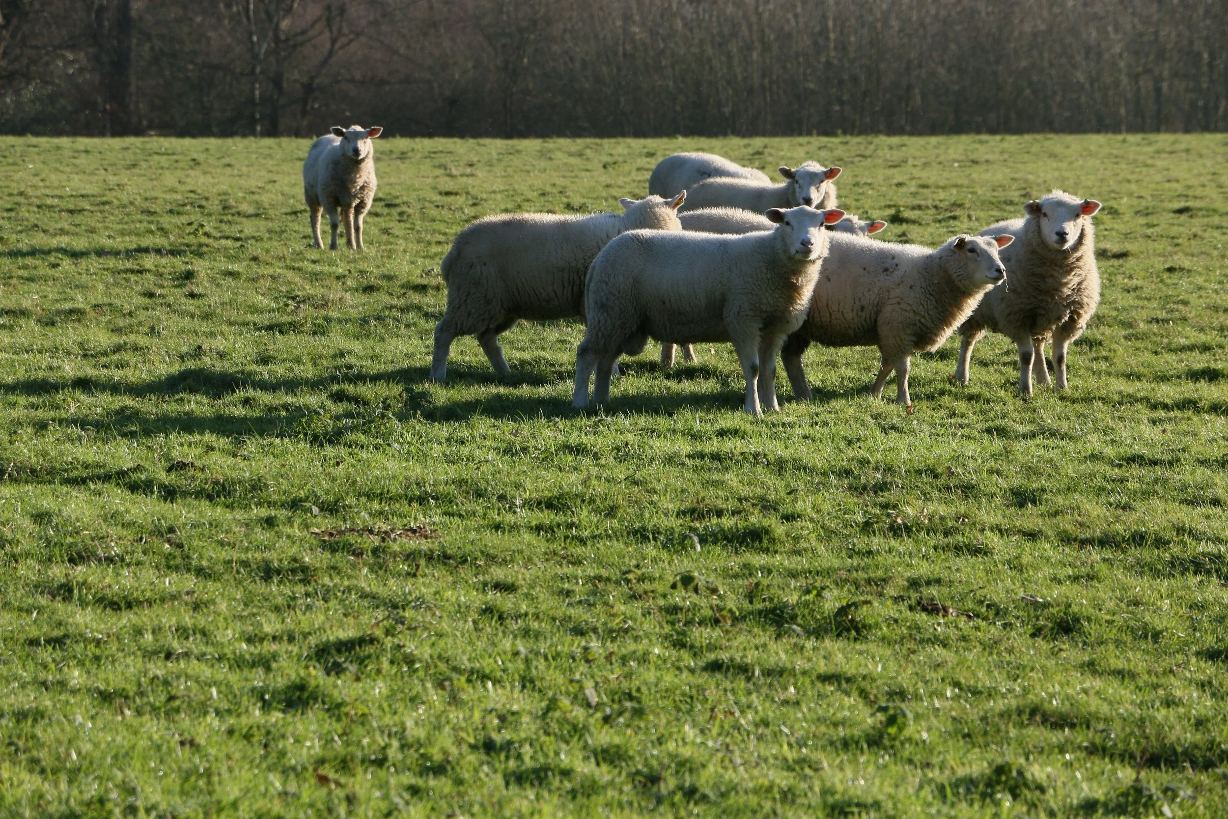 lone juvenile lamb/sheep looking at a group of other sheep