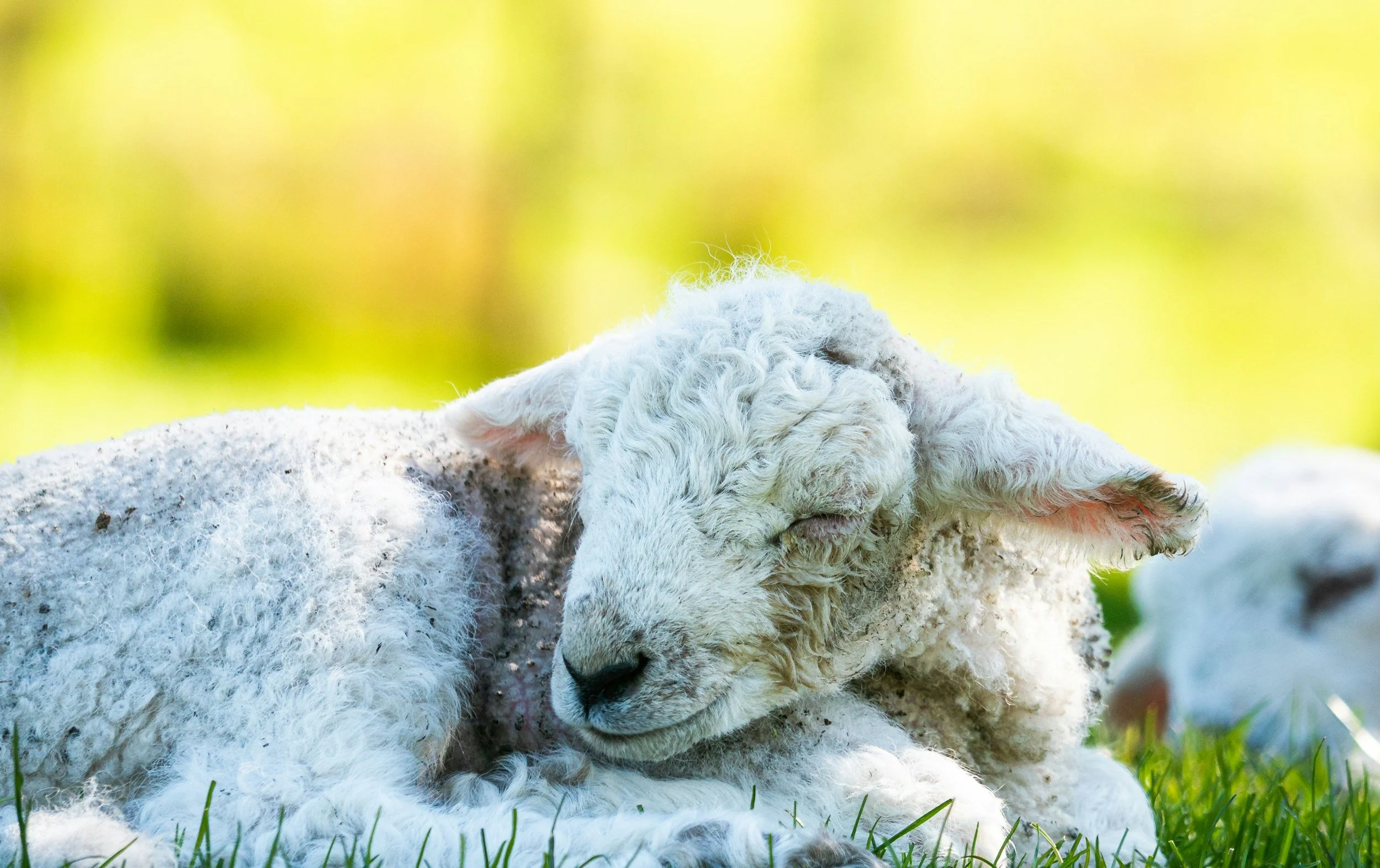 small lamb in a field curled up with its head resting on its leg. The lamb is giving a soft smile almost.
