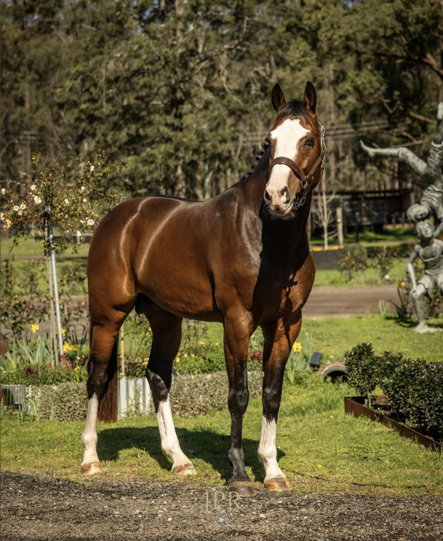 A brown horse with a white blaze on its face, standing outdoors in a garden with flowers and trees, under a sunny sky.