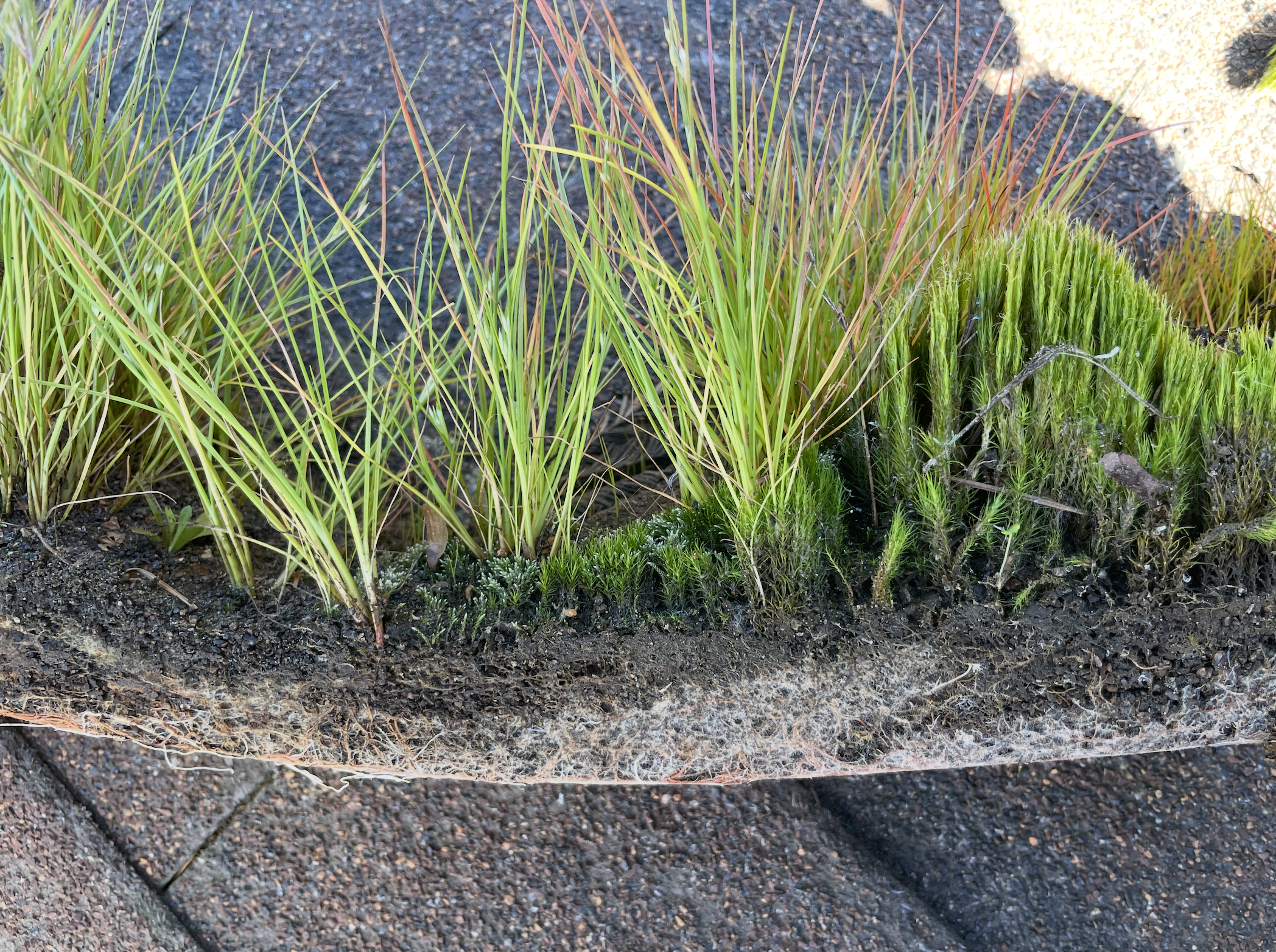 Close-up of various green and yellow grass plants growing in soil in a garden bed inside gutter