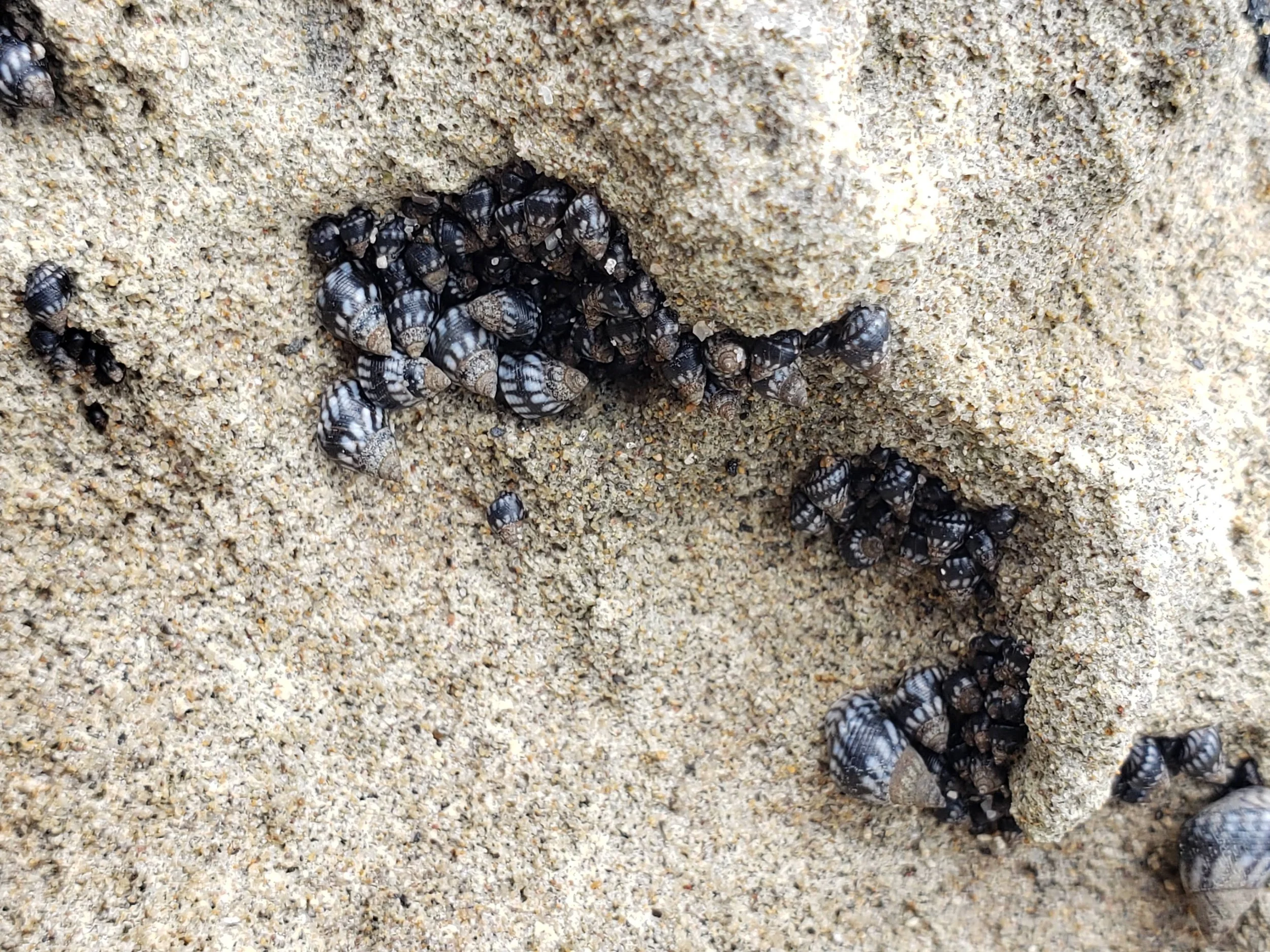 2021_Mexico_SSSUM copy.jpg