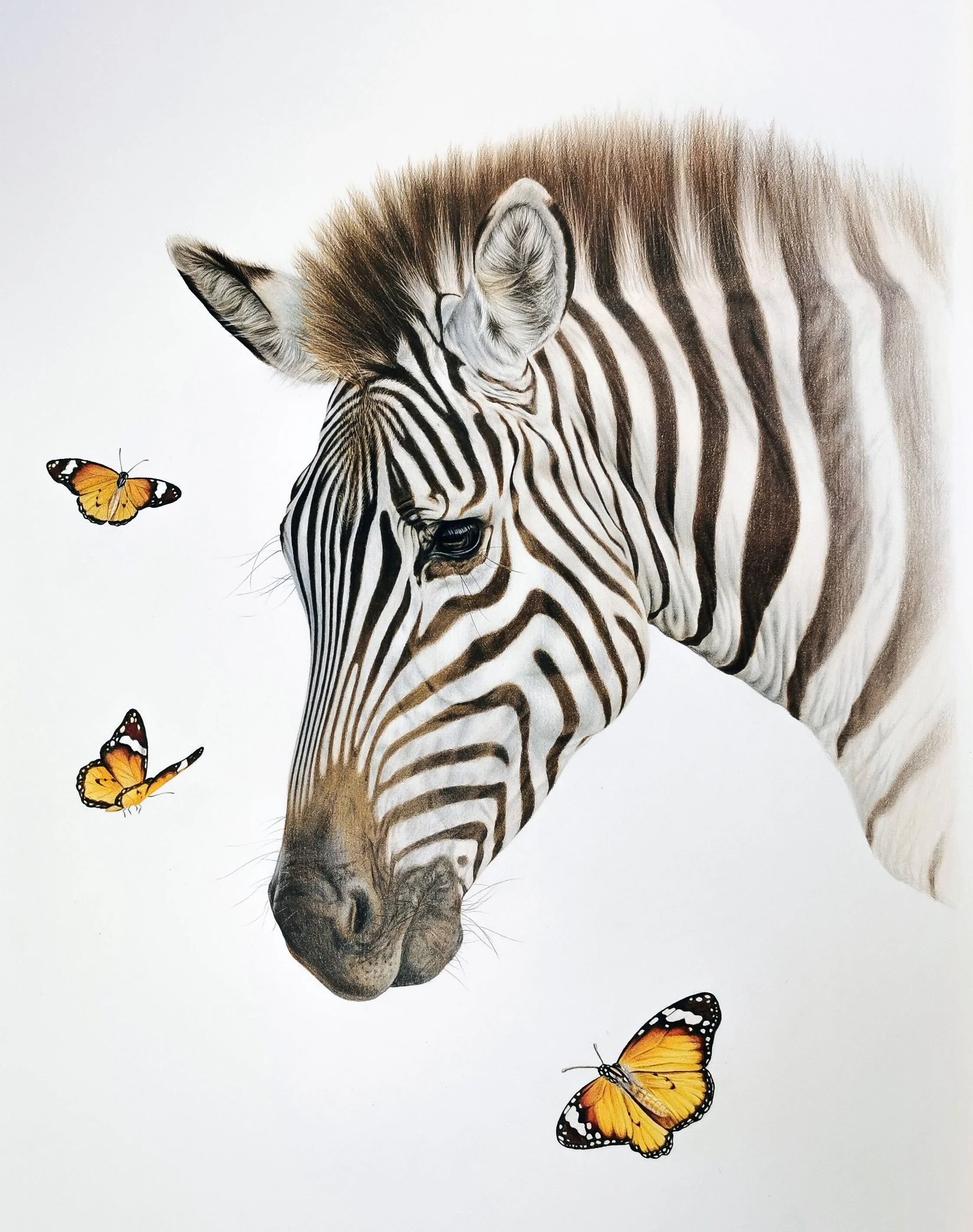 African Queen

Colored pencils on 300g hot pressed cotton paper
