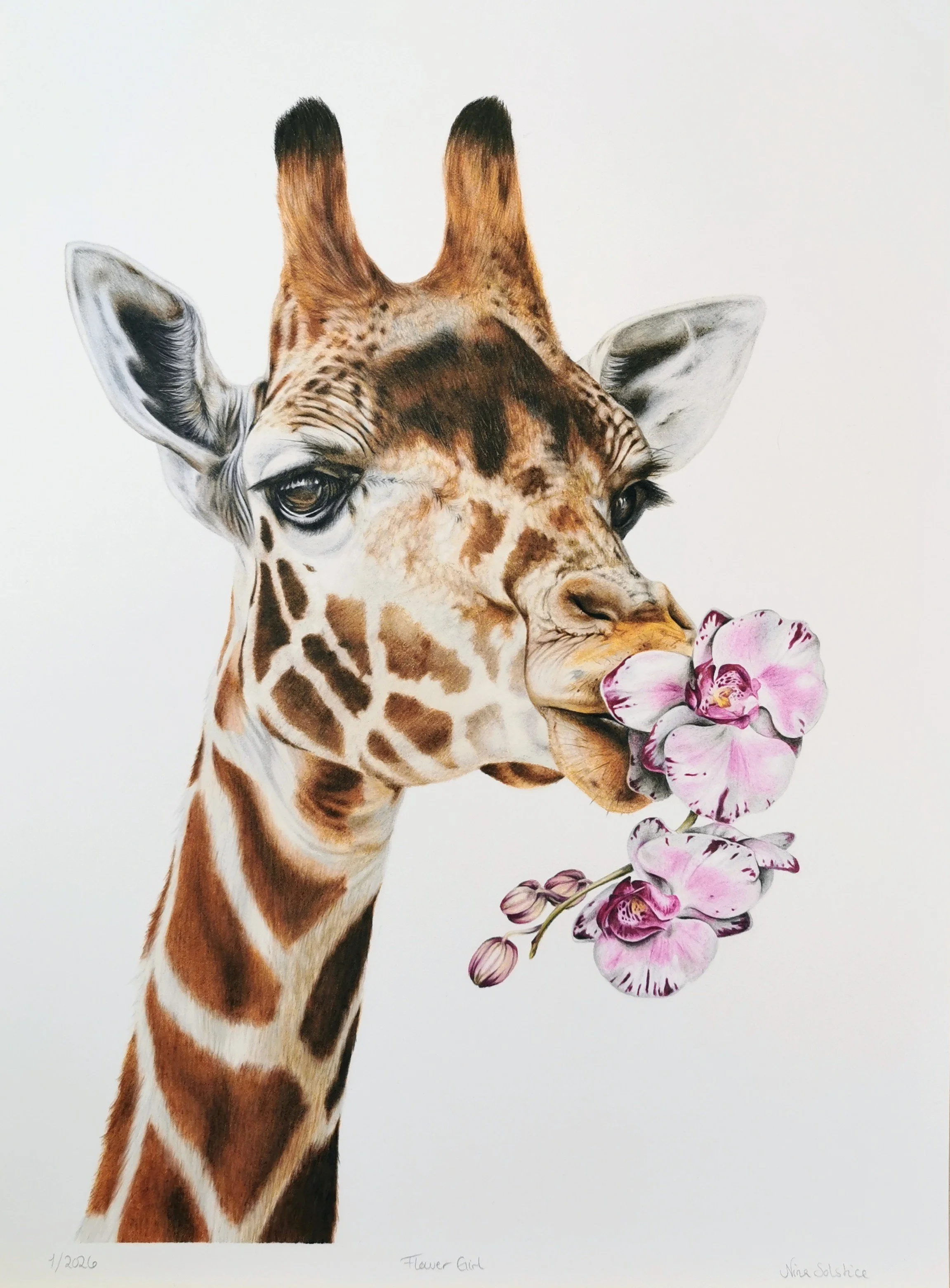 Flower Girl

Colored pencils on 300g hot pressed cotton paper
29,7 x 42 cm