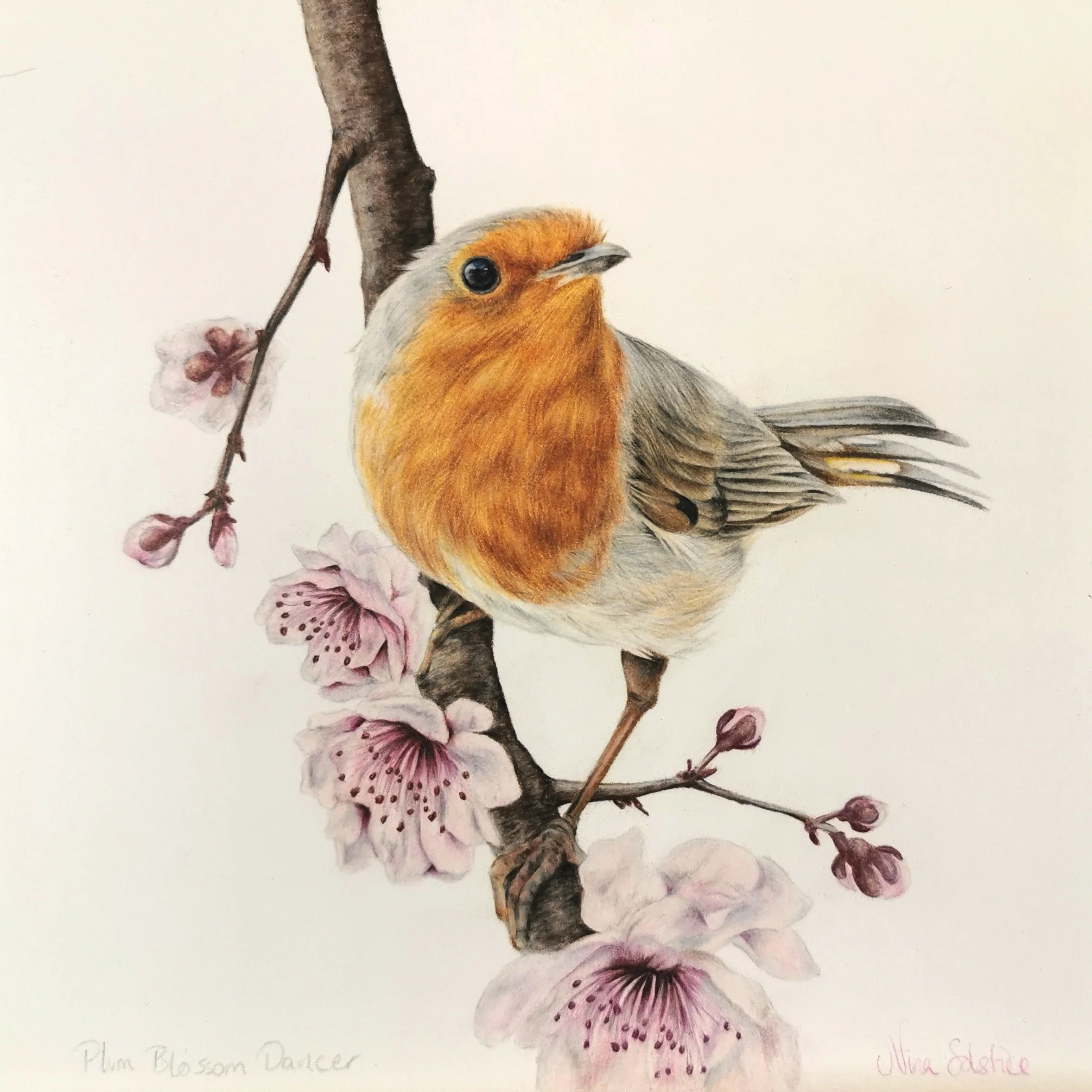 Plum Blossom Dancer

Colored pencils on 300g hot pressed cotton paper 20x20 cm

2500 NOK