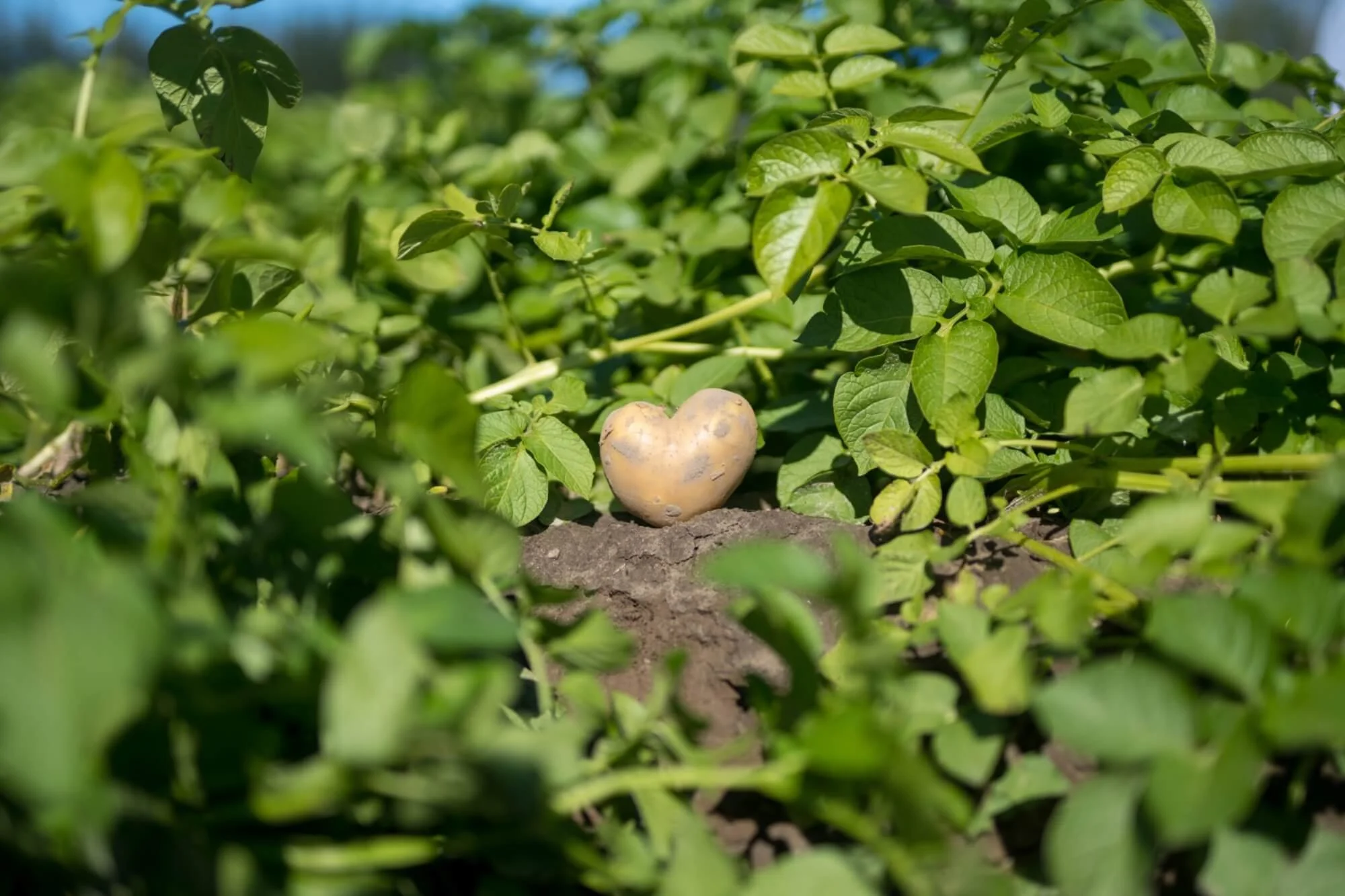 processed_Jepuan Peltopäivät 2022-2270.jpeg