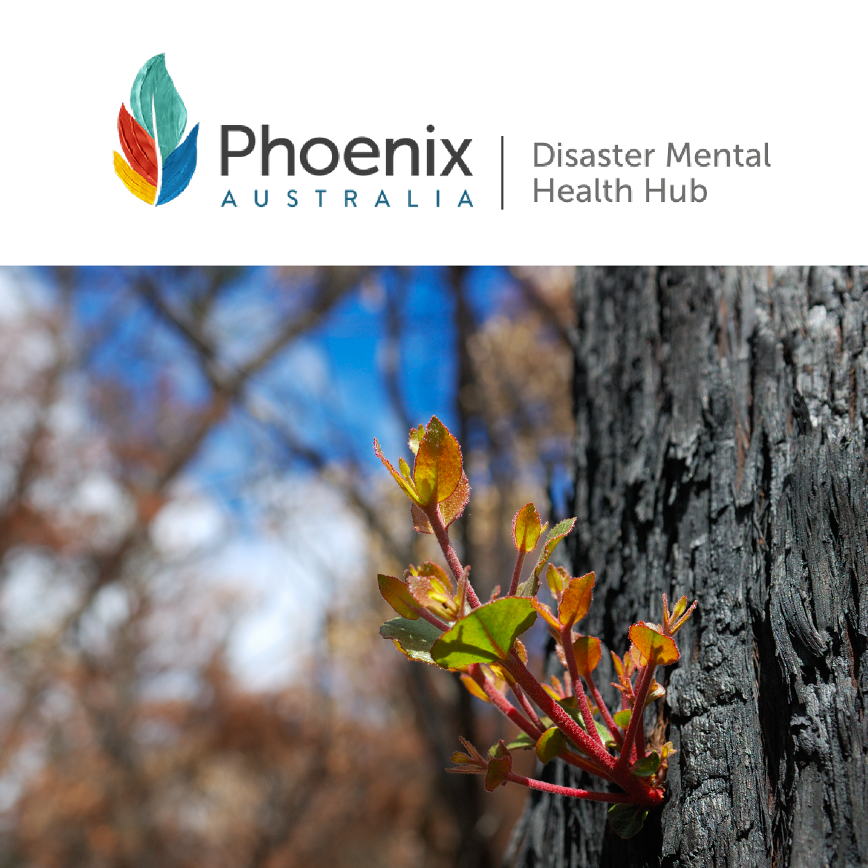 The Disaster Mental Health Hub