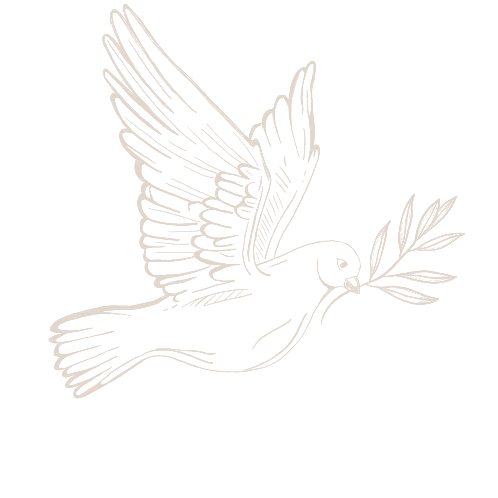 A line drawing of a dove holding an olive branch, with detailed feathers and wings - an Heirloom Media Co customized brand illustration