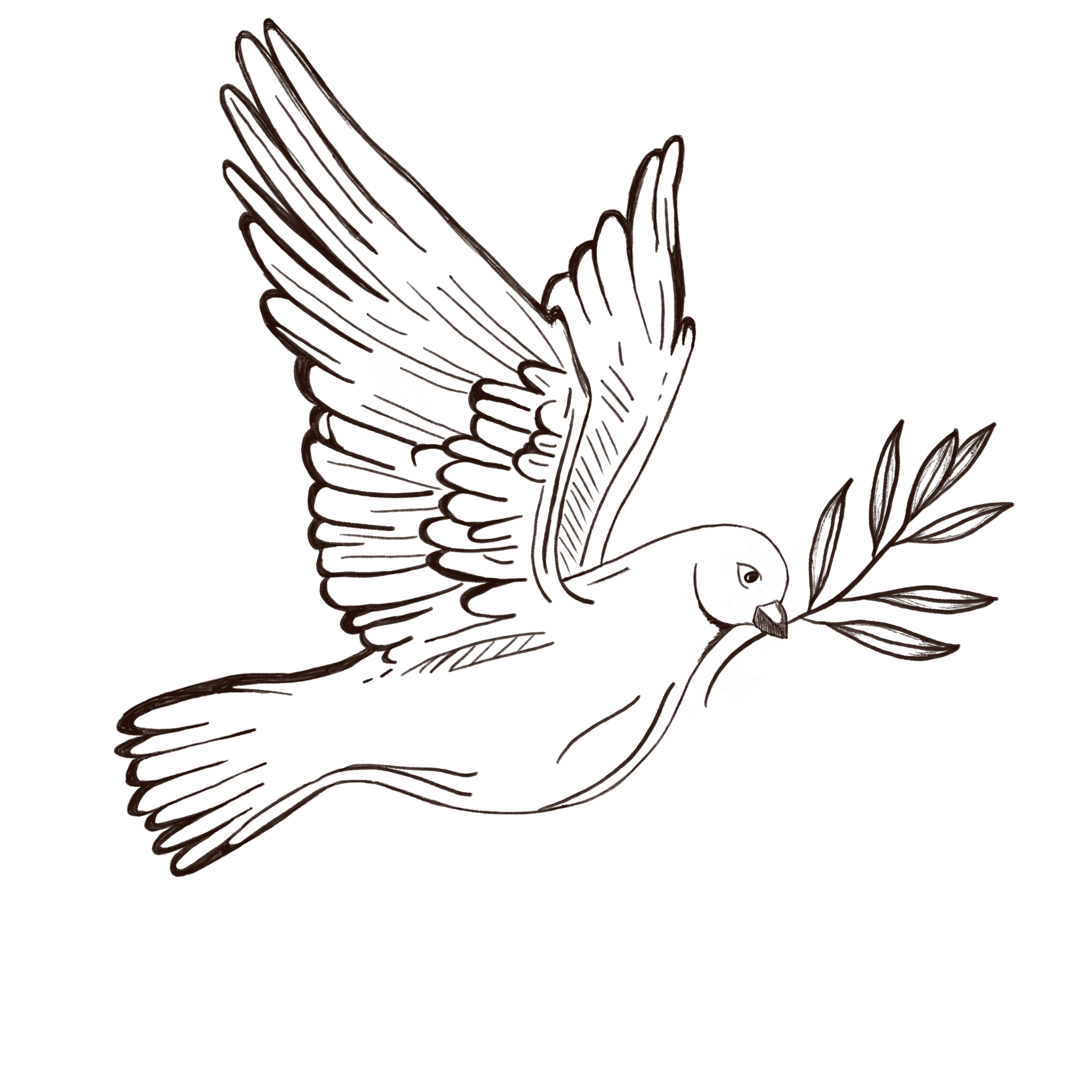Sketch drawing of a dove holding an olive branch in its beak - an Heirloom Media Co customized brand illustration