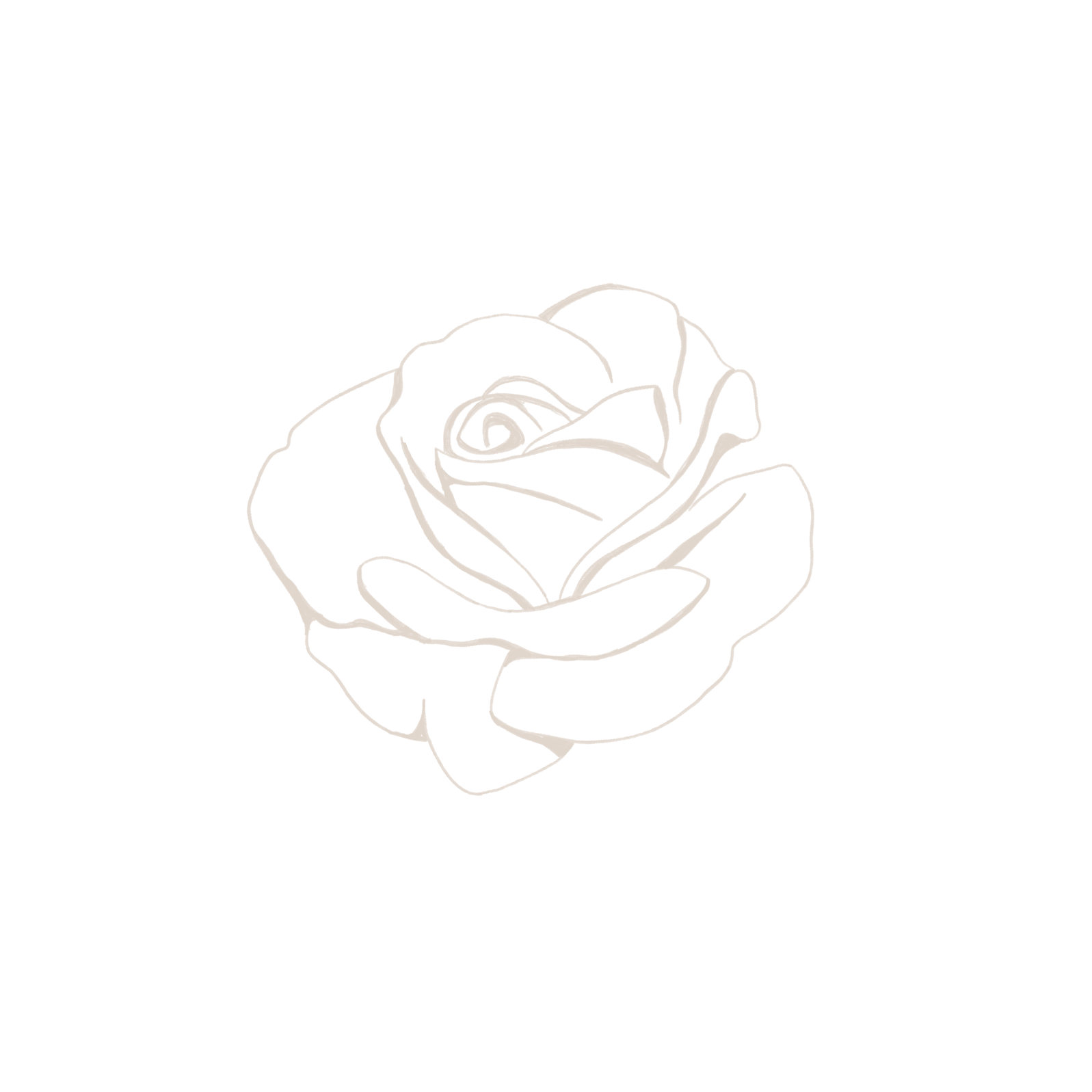 Line drawing of a rose - an Heirloom Media Co custom brand illustration