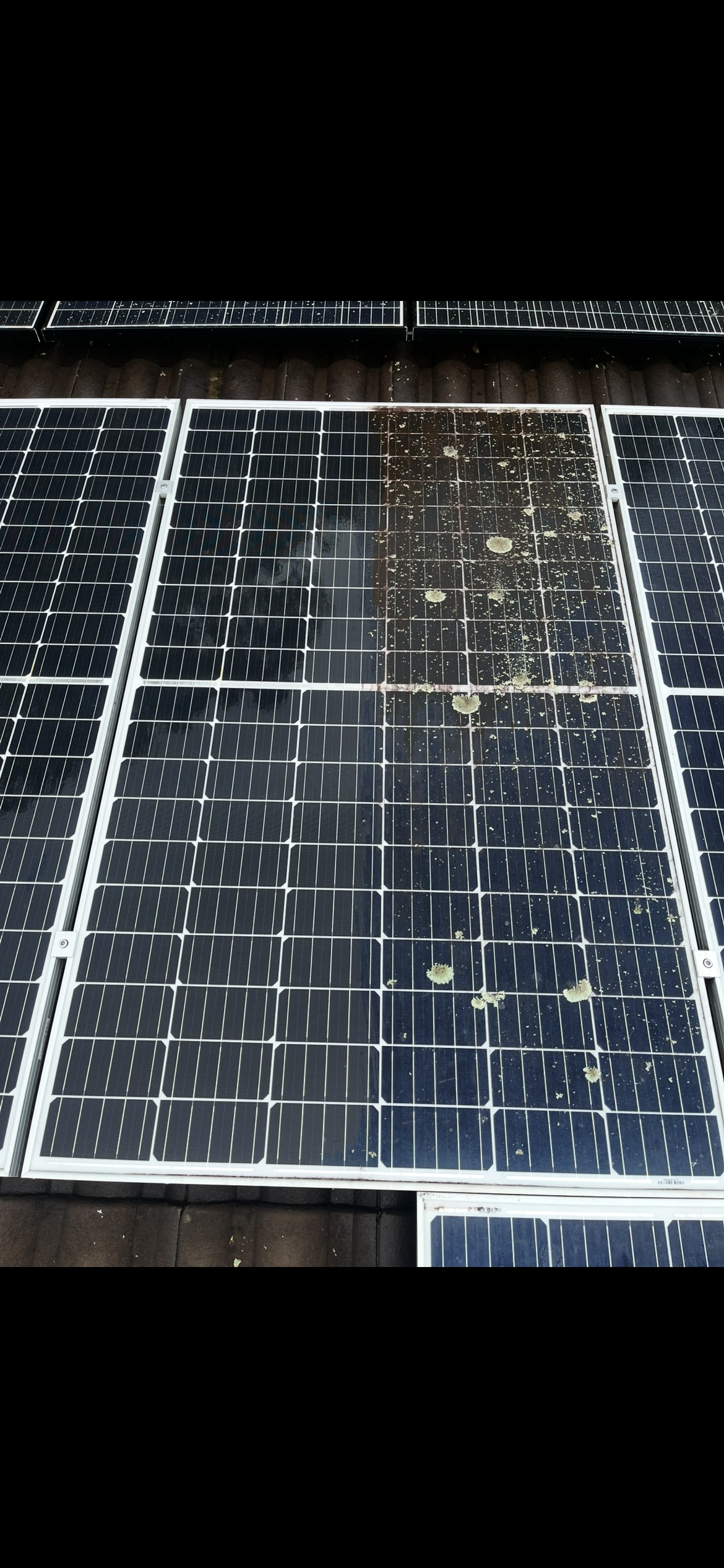 Solar panels on a rooftop with dirt, debris, and lichen growth on some panels.