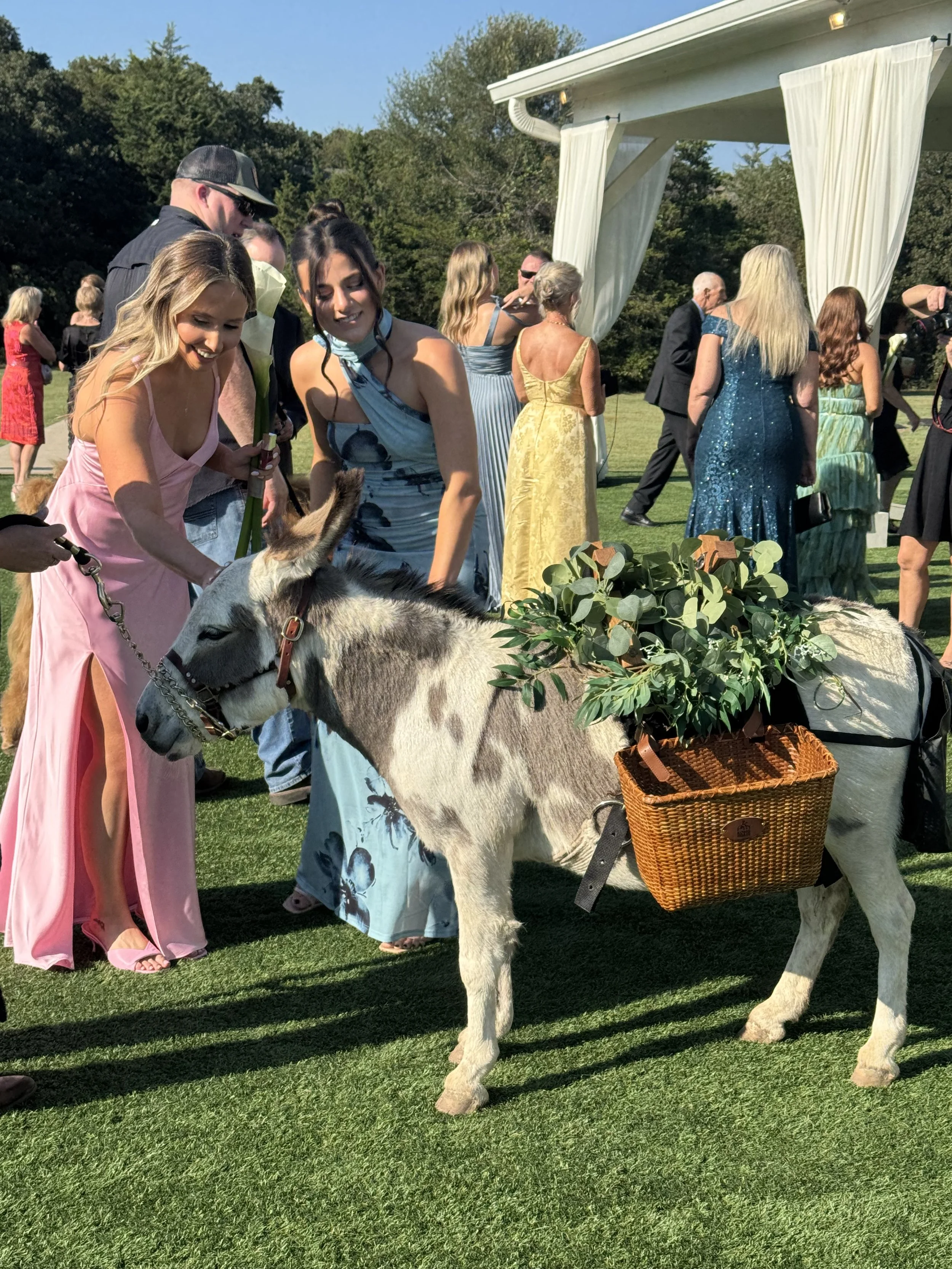 People at an outdoor event gather around a donkey with a basket of greenery on its back, set on a well-kept lawn with a white pavilion and trees in the background.