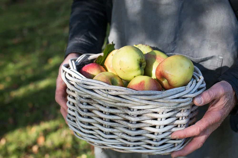 basket of apples.jpg