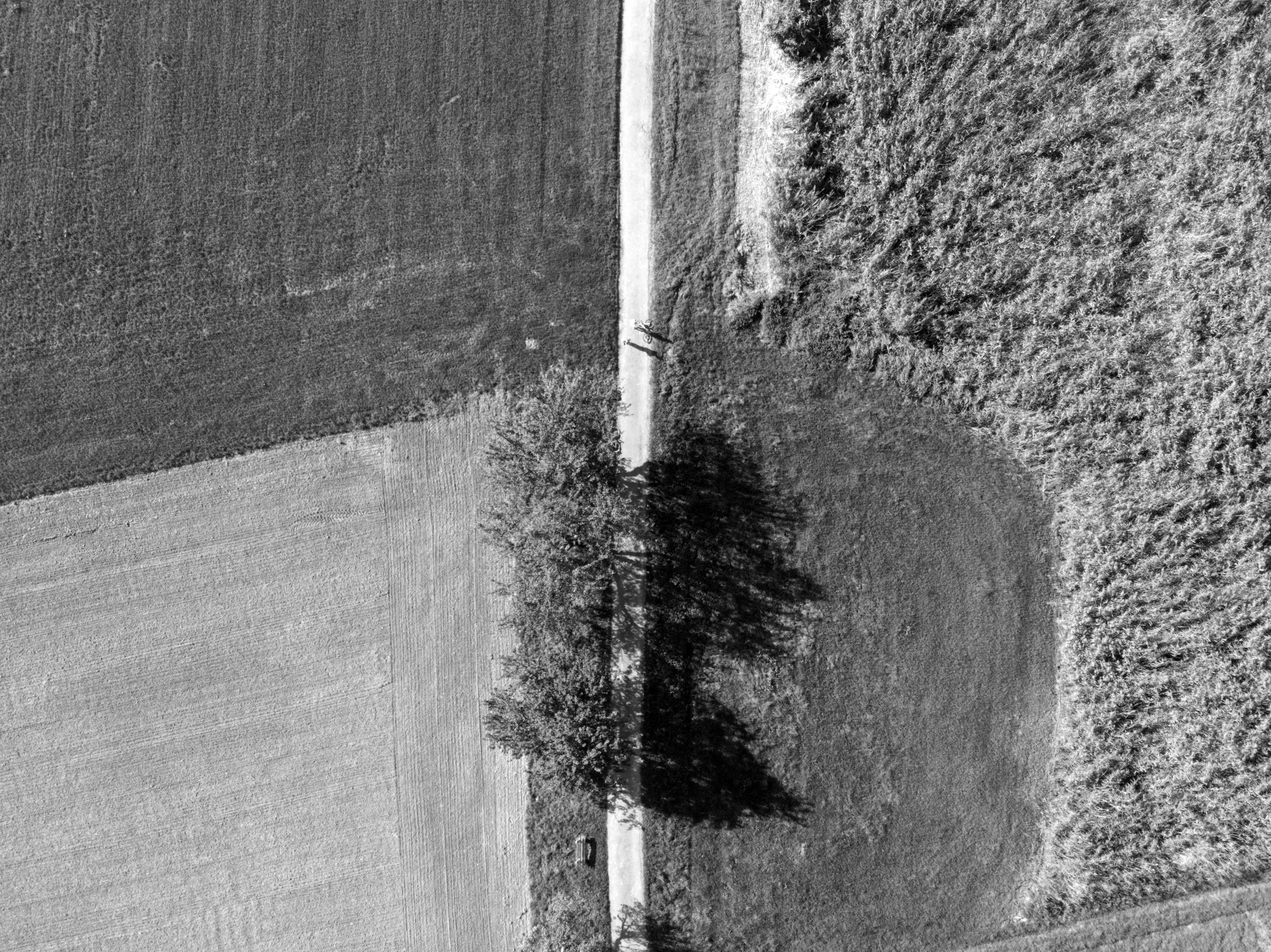 A tree with a shadow on a grass patch next to a road, with harvested farmland on the other side.
