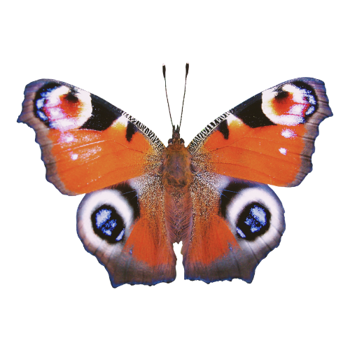 Colorful butterfly with orange, black, and white wings and eye-like patterns on the lower wings.