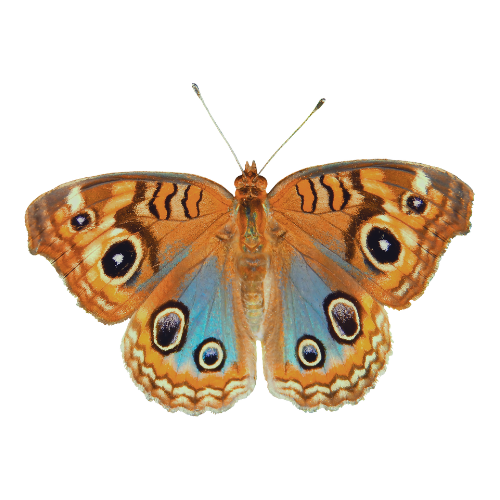 Close-up of a butterfly with orange, brown, black, and blue wings, featuring eye spots.