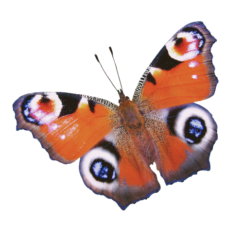 Colorful butterfly with orange, black, and eye-like patterns on wings, set against a black background.