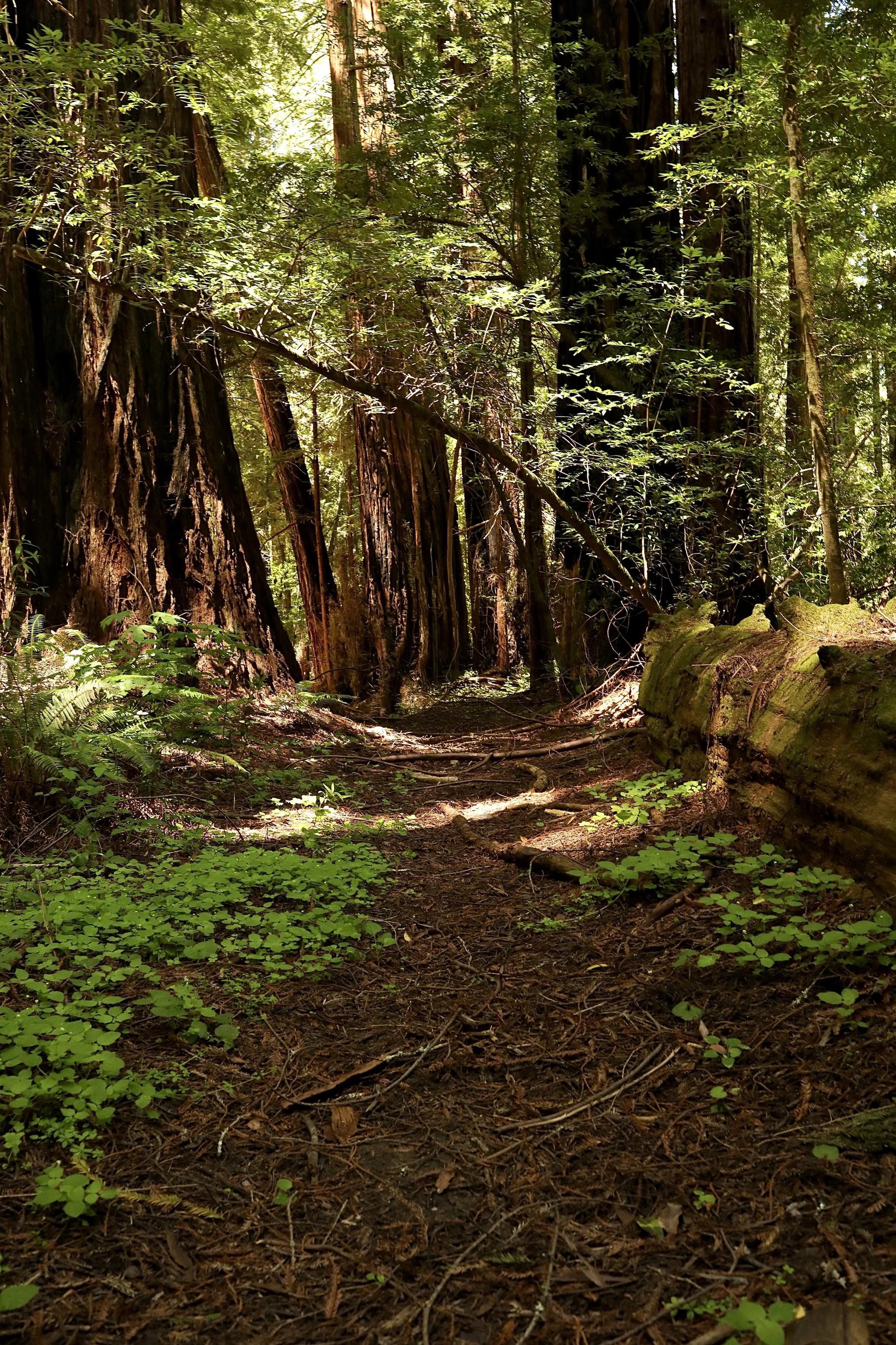 A forest trail surrounded by tall redwood trees, green foliage, and a fallen log across the path.