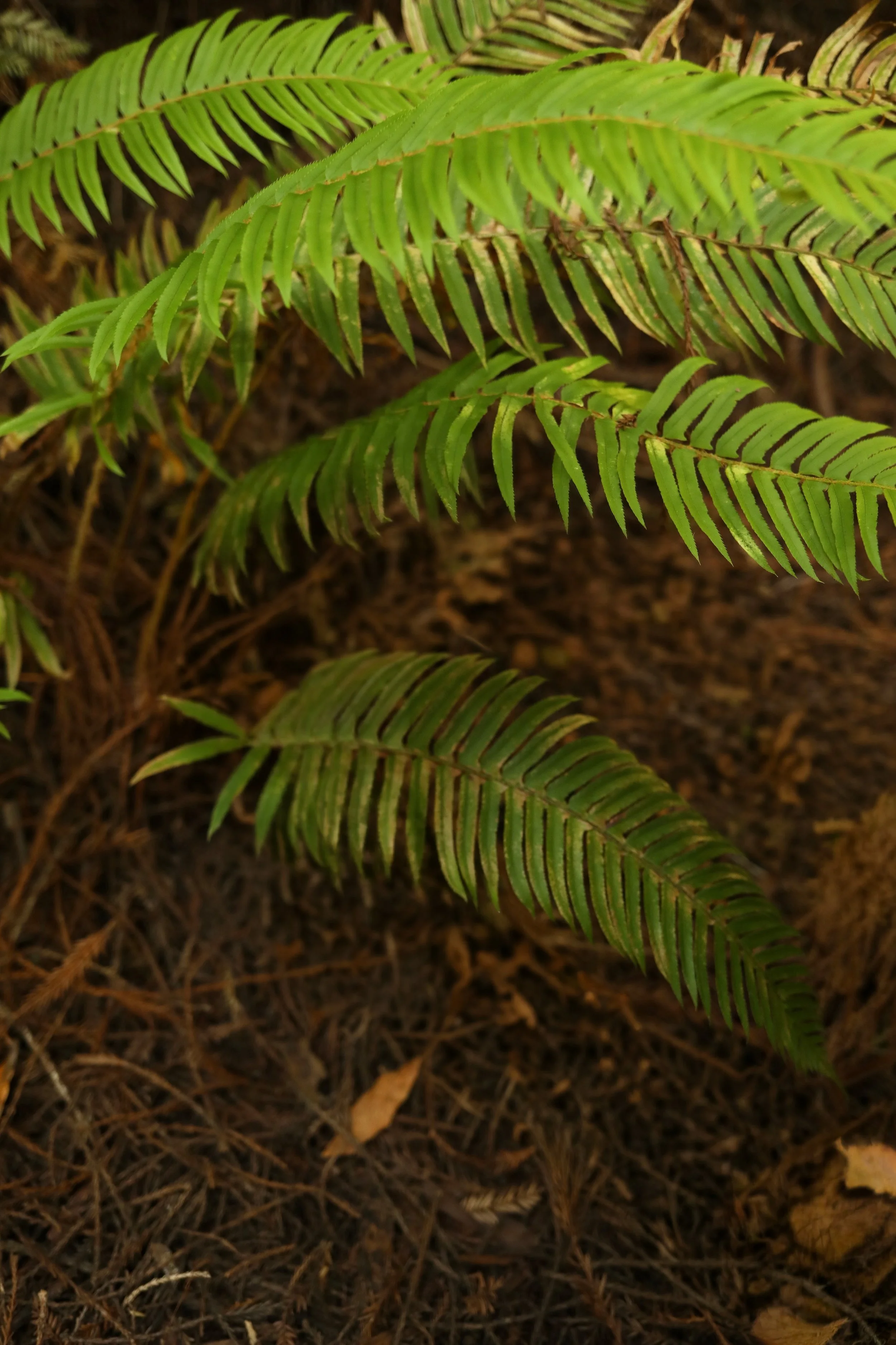 Close-up of green fern leaves growing from brown soil or forest floor.