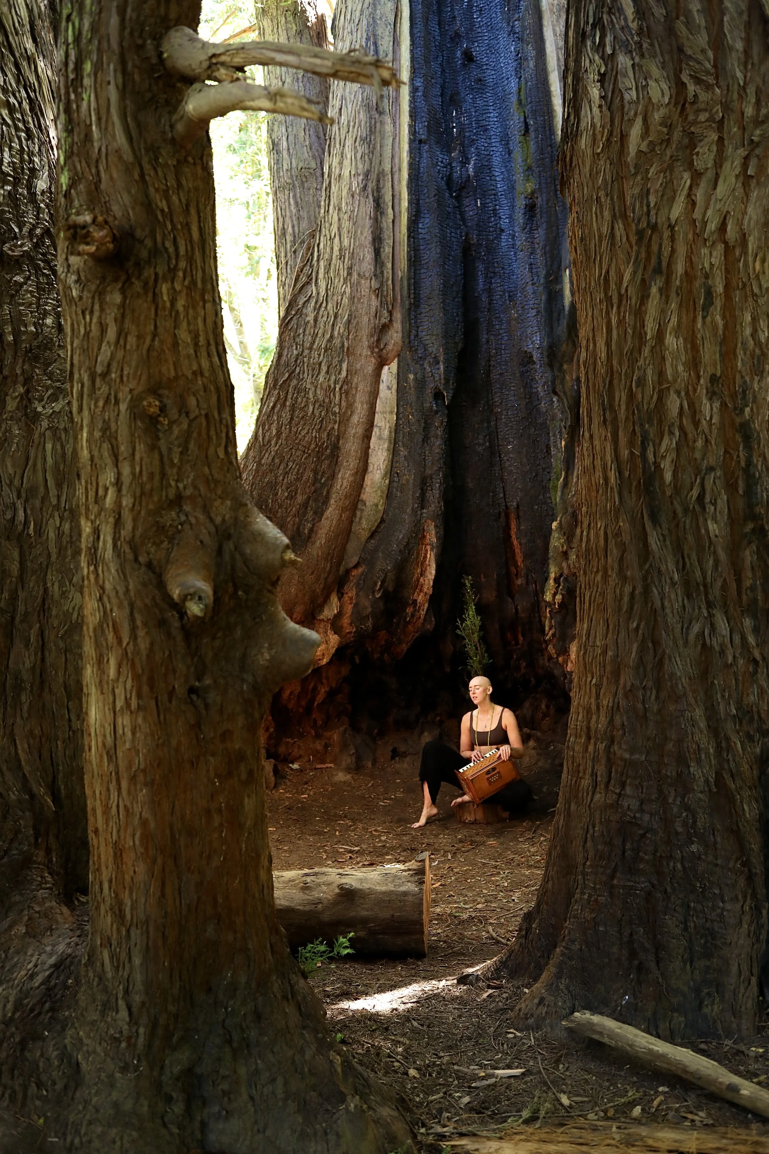 A woman sitting among giant redwood trees playing a small keyboard and holding a tambourine.