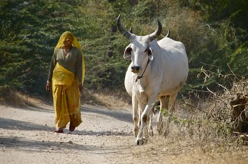 Rajasthan – A Beautiful Winter Destination