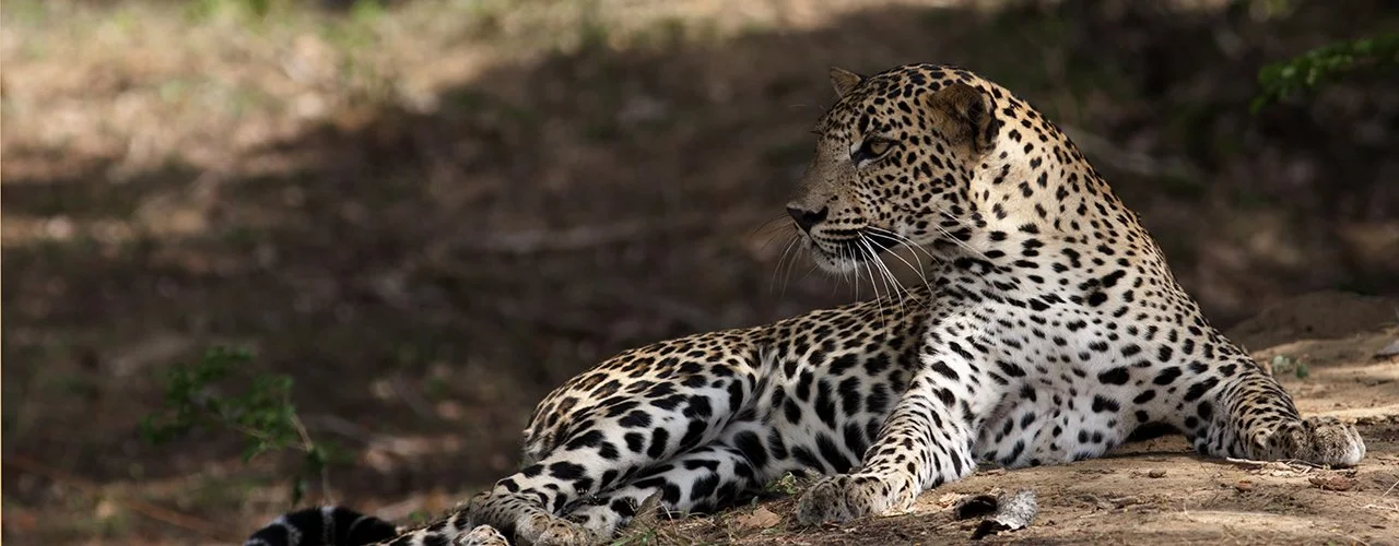 Sri Lanka – The Pearl of the Indian Ocean