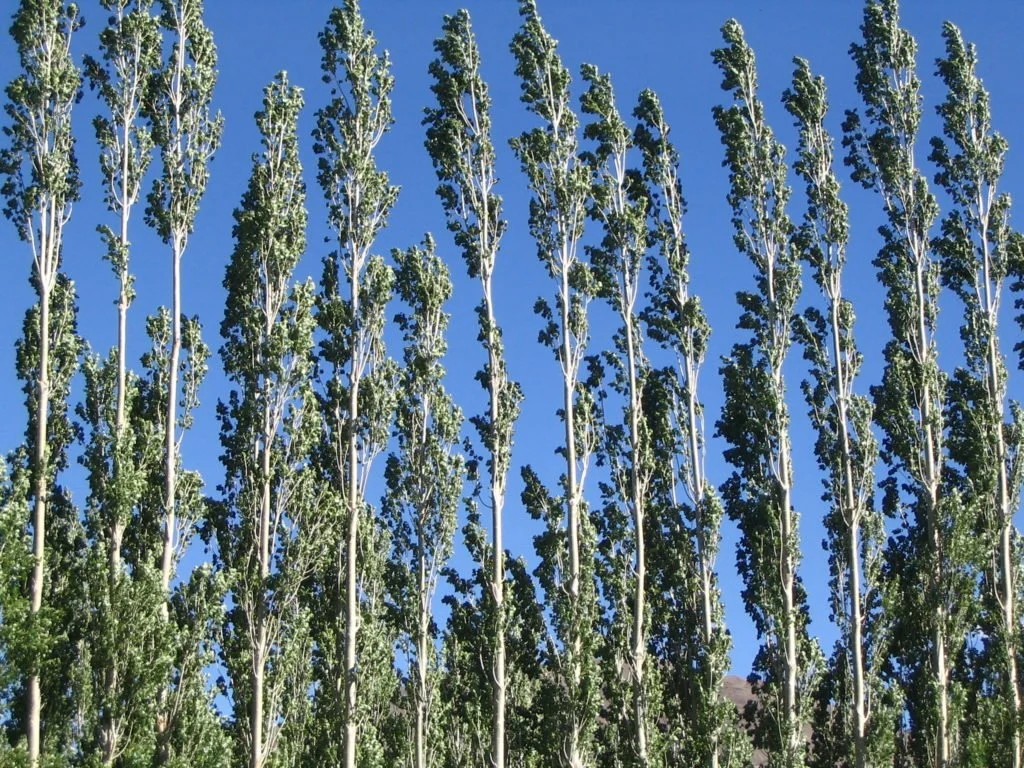 International Day for Biological Diversity – What Can We Do for Our Planet?