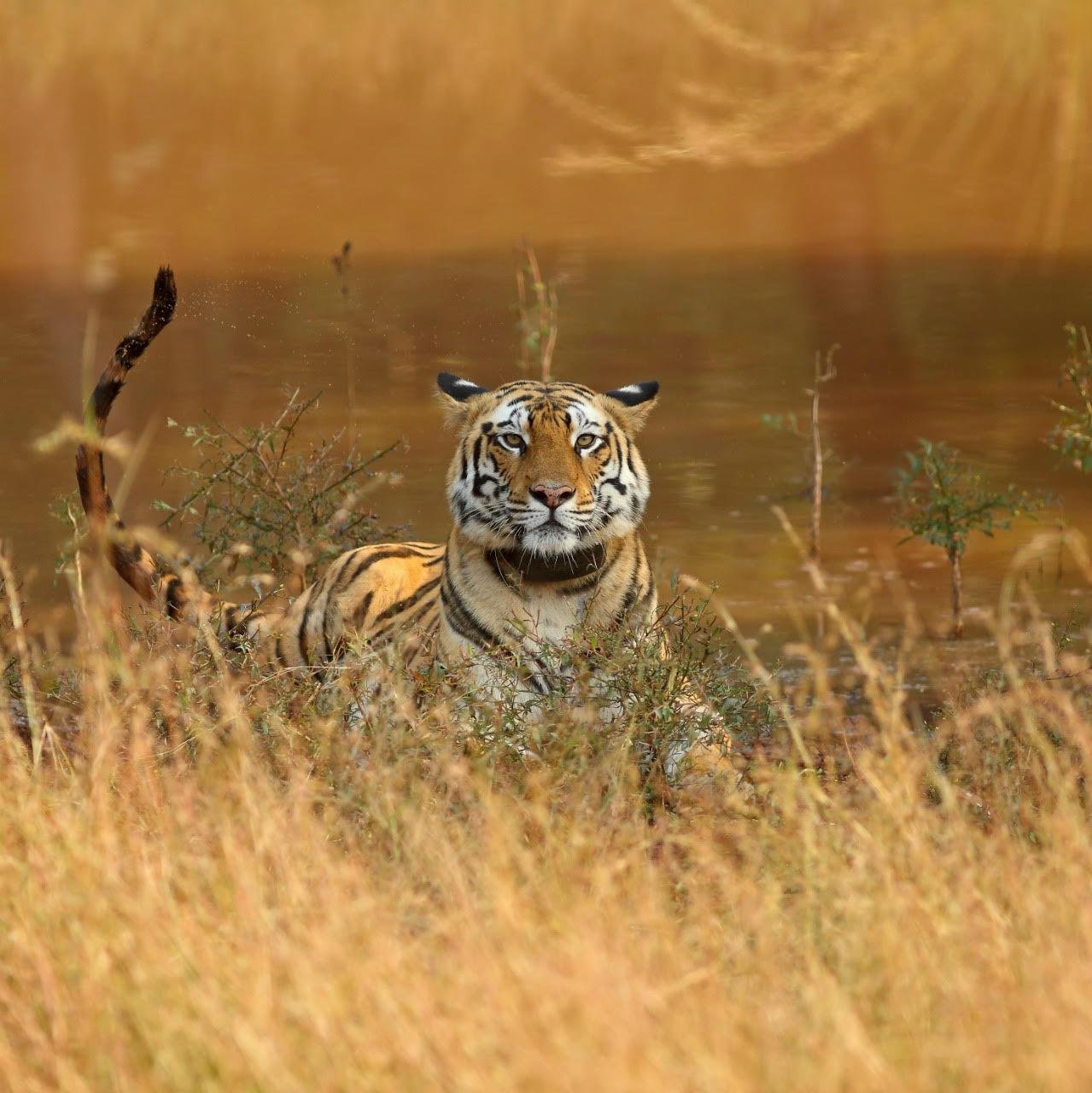 Into the Wild with Anita &amp; Mandip Bori &amp; Satpura Parks