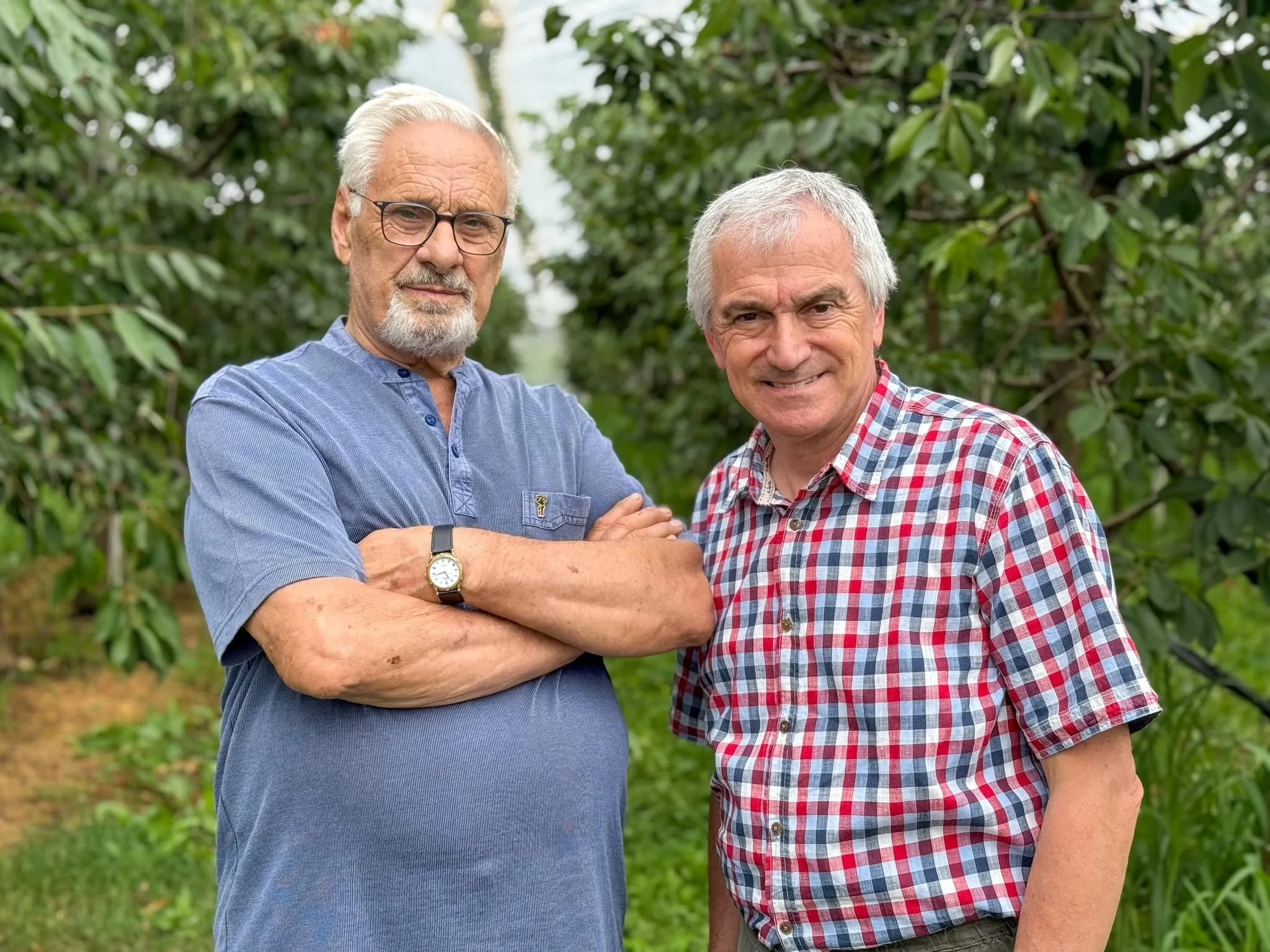 Walter Nicoletti, giornalista e conduttore di BuonAgricoltura insieme ad un coltivatore di piccoli frutto dentro i filari delle ciliegie