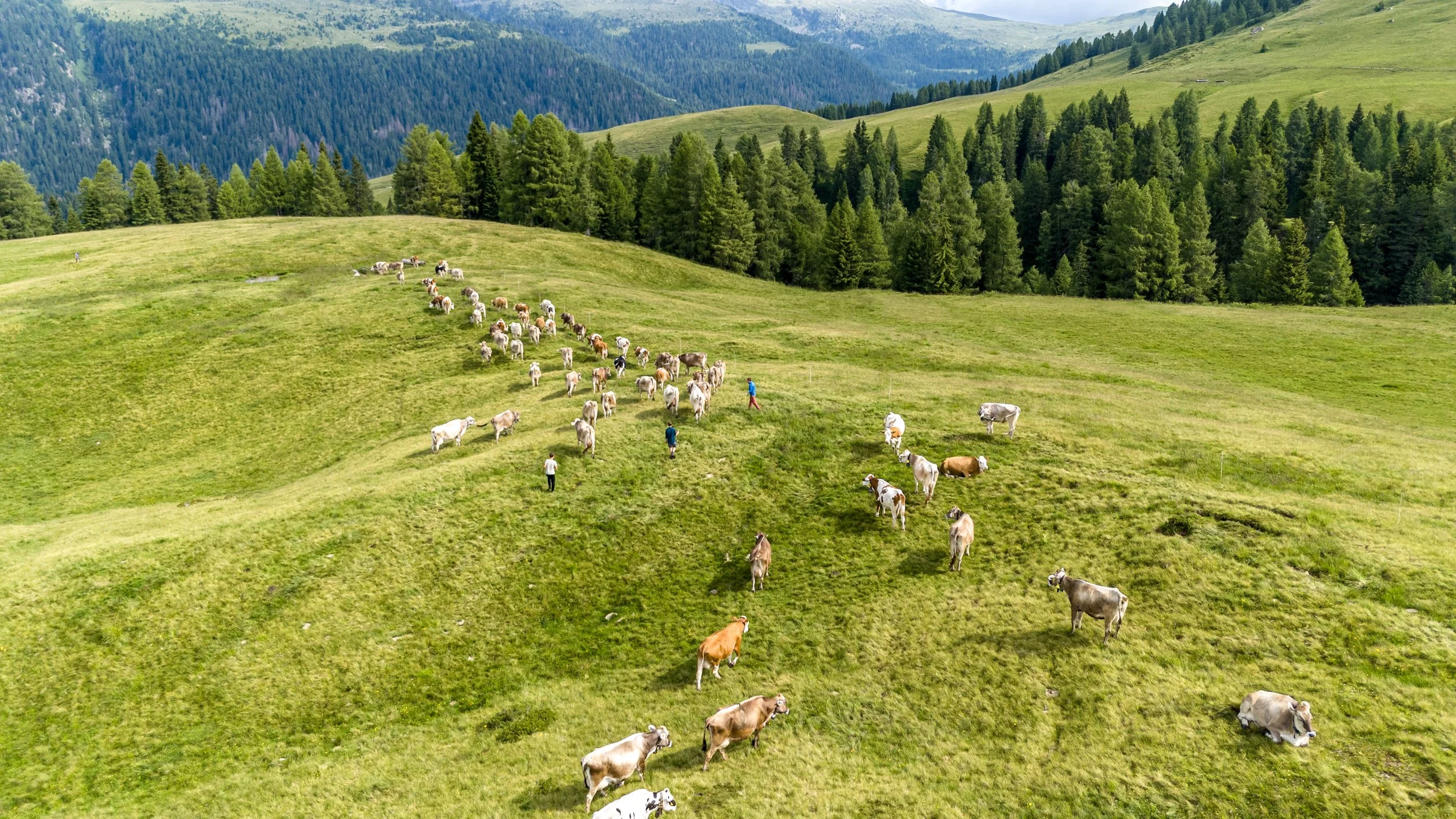 IL BENESSERE ANIMALE, NUOVA FRONTIERA DELLA QUALITÀ