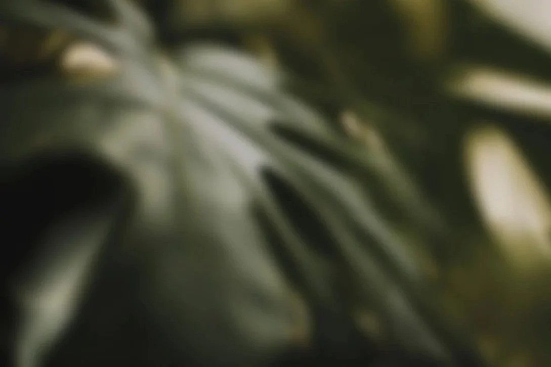 Blurred close-up of green leaves.