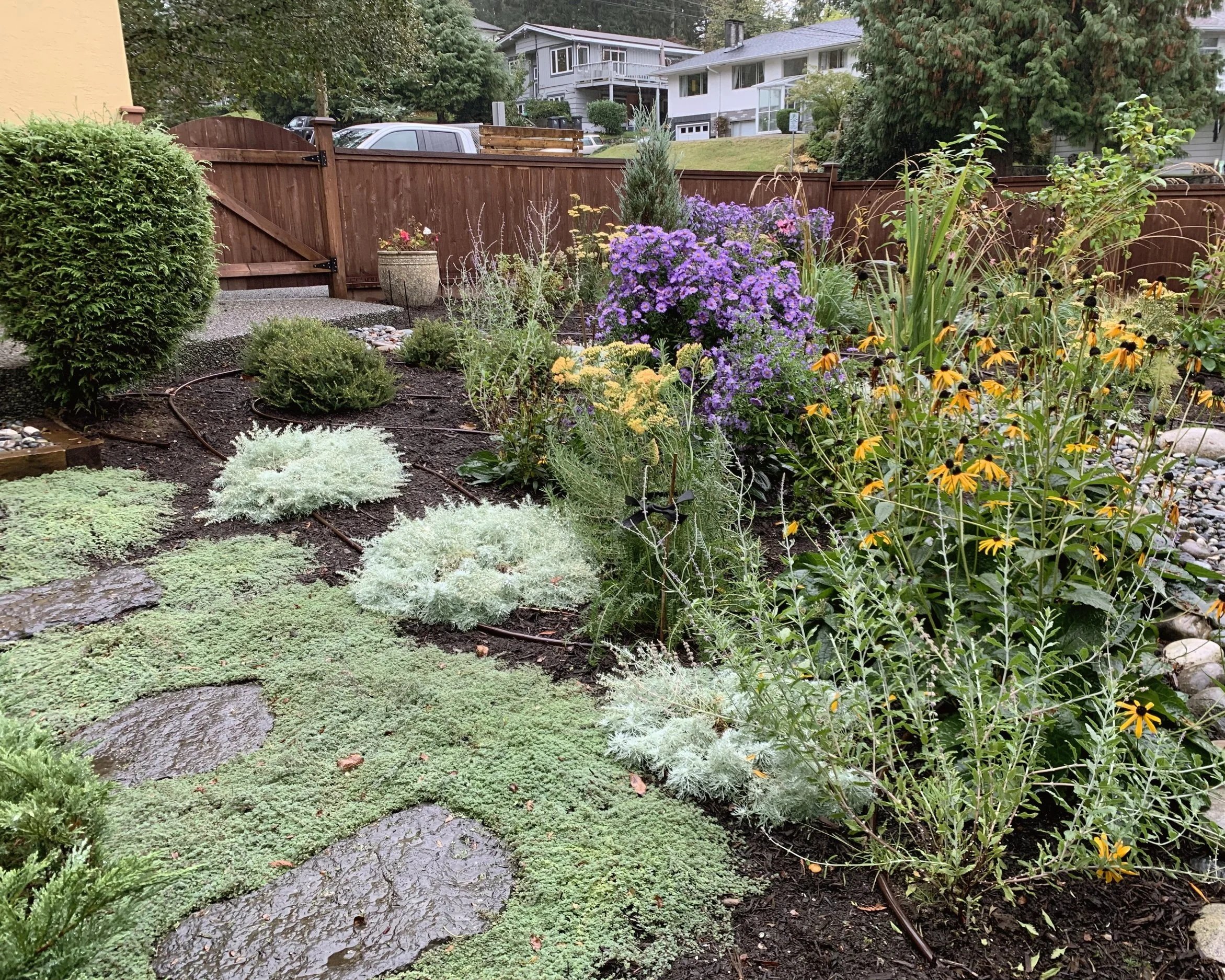 A backyard garden with various flowering plants, shrubs, and small trees, enclosed by a wooden fence, with houses visible in the background.