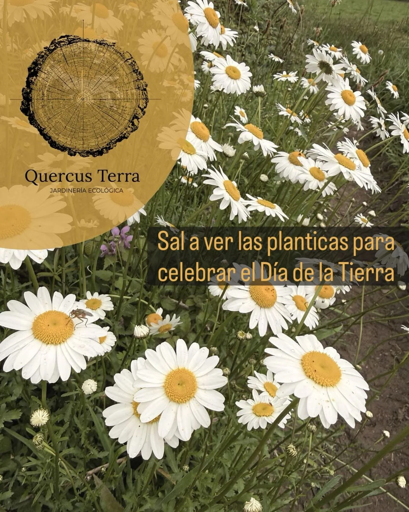 &iexcl;Feliz D&iacute;a de la Tierra! 

Hoy y siempre, planta aut&oacute;ctono. O por lo menos, sal a ver las planticas a ver qu&eacute; te cuentan. 

🌼 Leucanthemum ircutianum al pie de un camino. 

#QercusTerra #QT #diadelatierra #earthday #planta