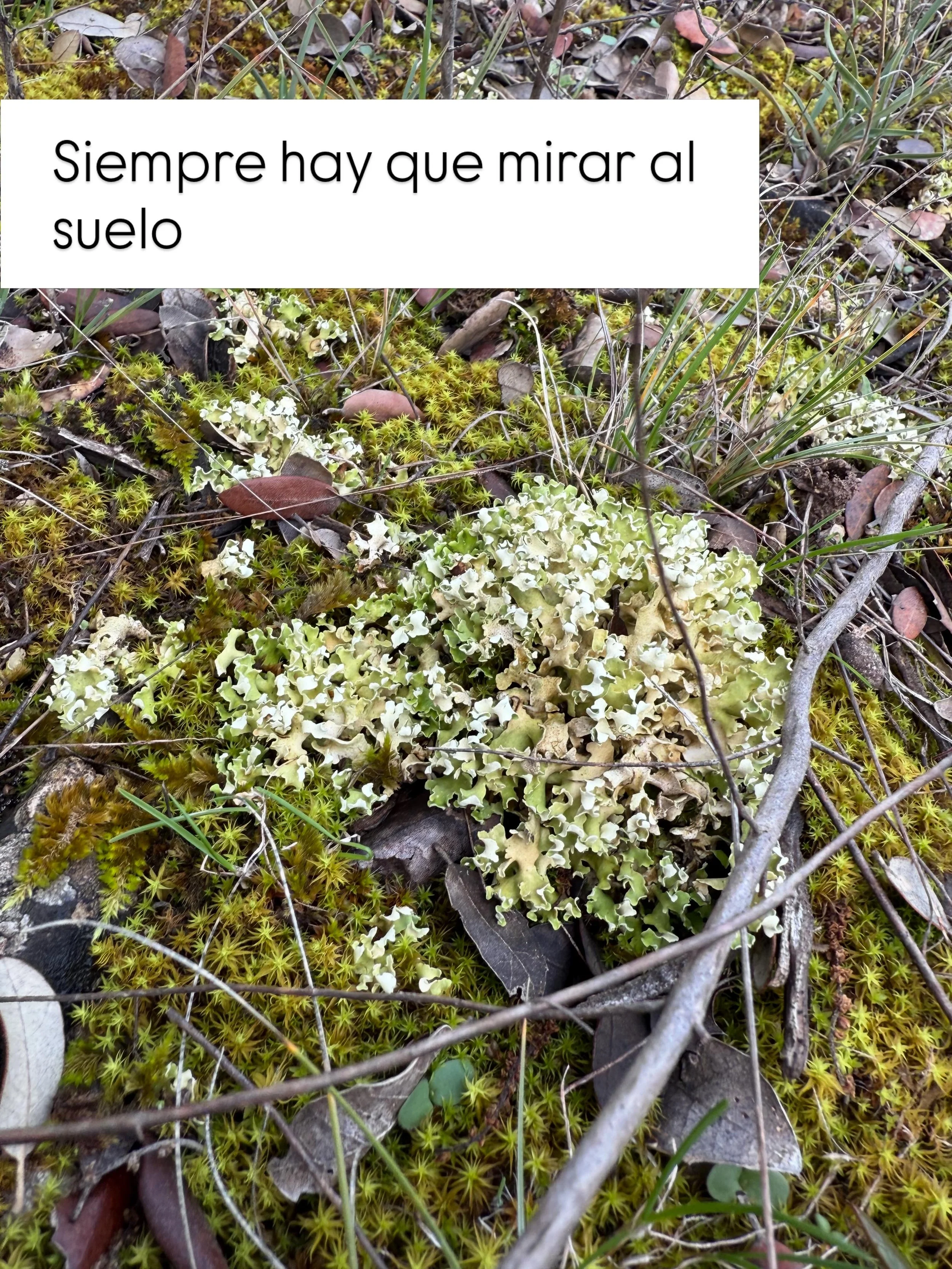 Todo comienza en el suelo. Cuidar de sus habitantes es esencial para tener un jard&iacute;n sano y feliz. 

#jardineriaecologica #ecologicalgarden #QT #QuercusTerra