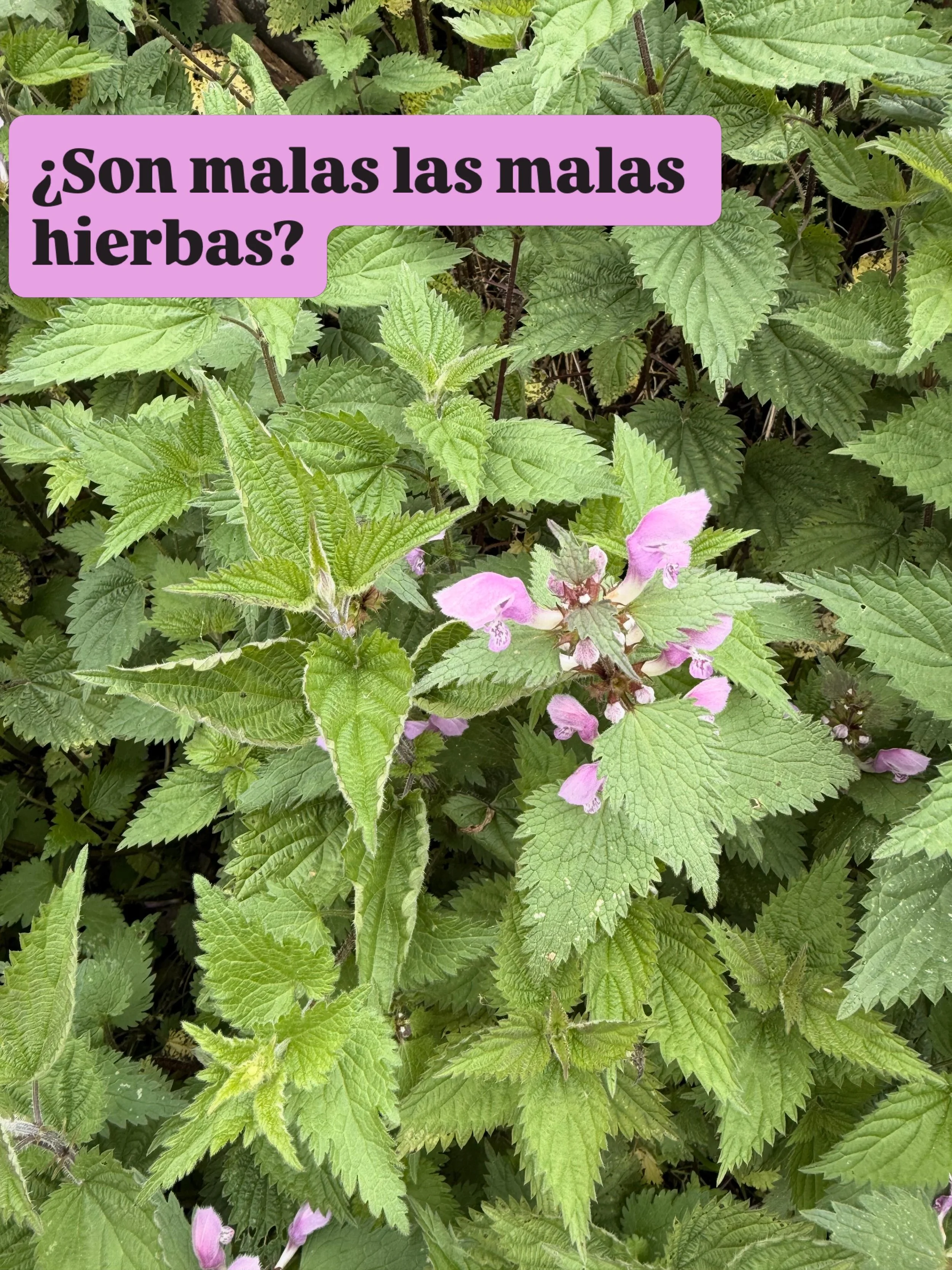 En Quercus Terra, se observa, pero no se juzga. 
Todas las plantitas tienen un lugar y est&aacute;n llenas de bondad. As&iacute; que preg&uacute;ntate si las hierbas son las malas, o lo es aquel que las arranca sin piedad. 

#QT #malahierba #ecologic