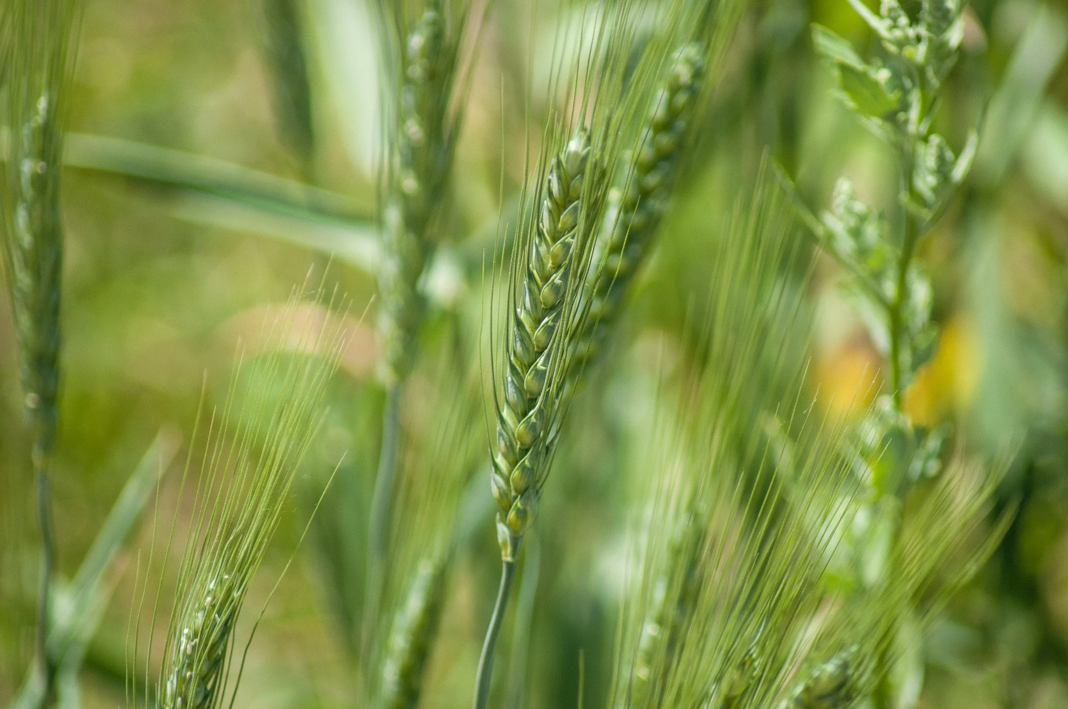 Close-up of green wheat stalks with developing grain heads in a field.