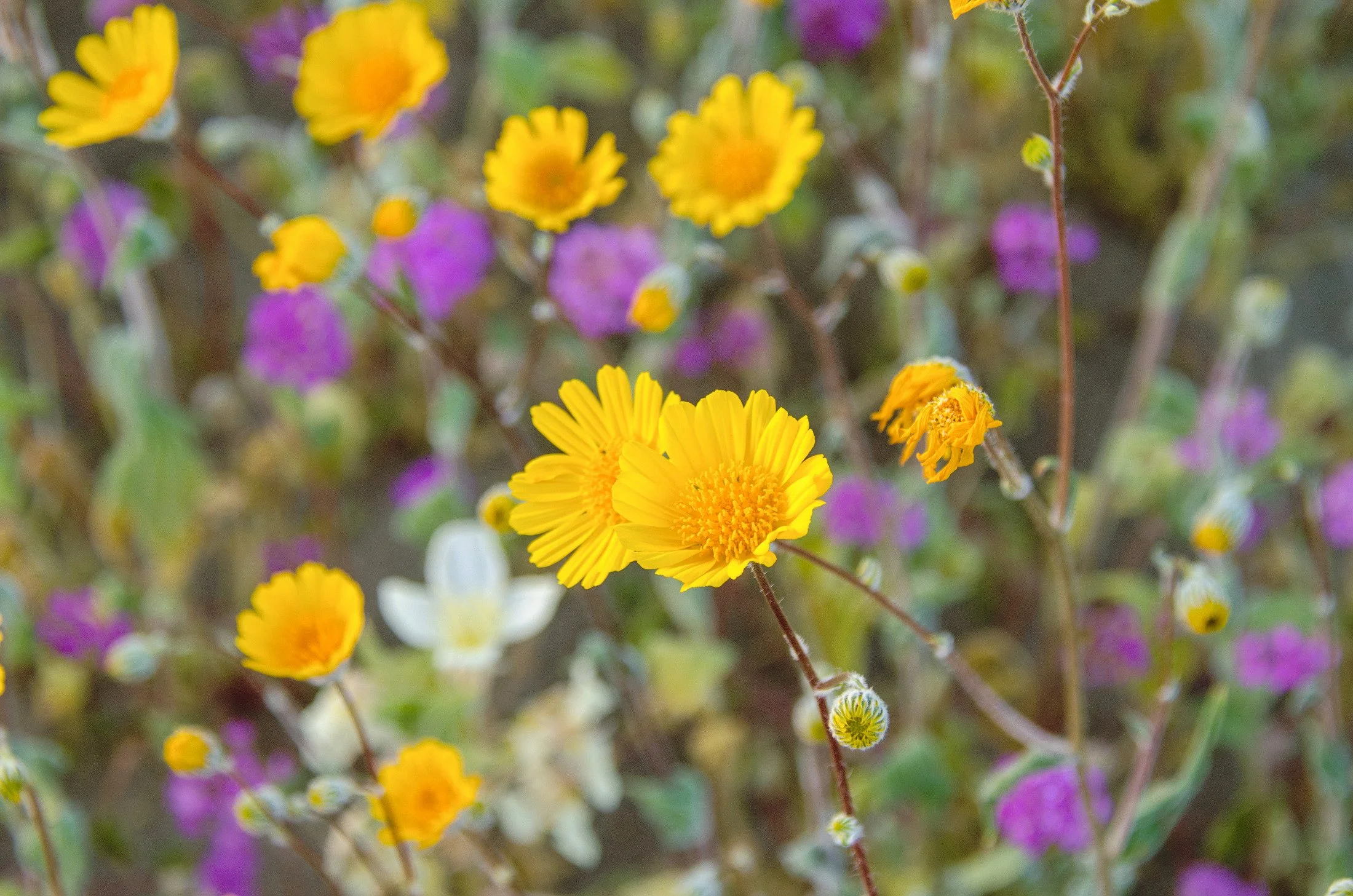 Close-up of yellow and purple wildflowers growing in a natural setting.