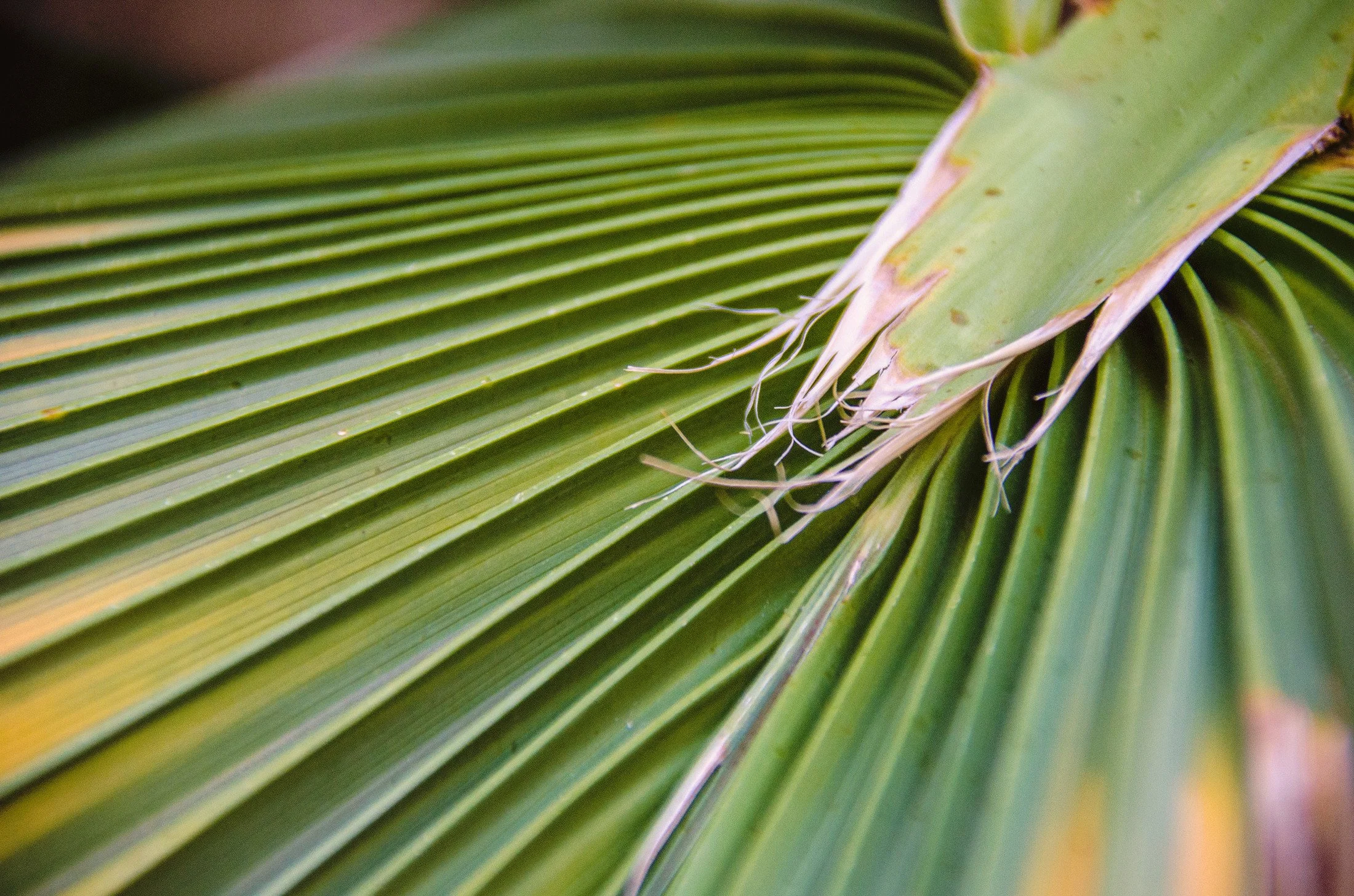Close-up of a green palm leaf with detailed linear veins and a damaged section with frayed edges.