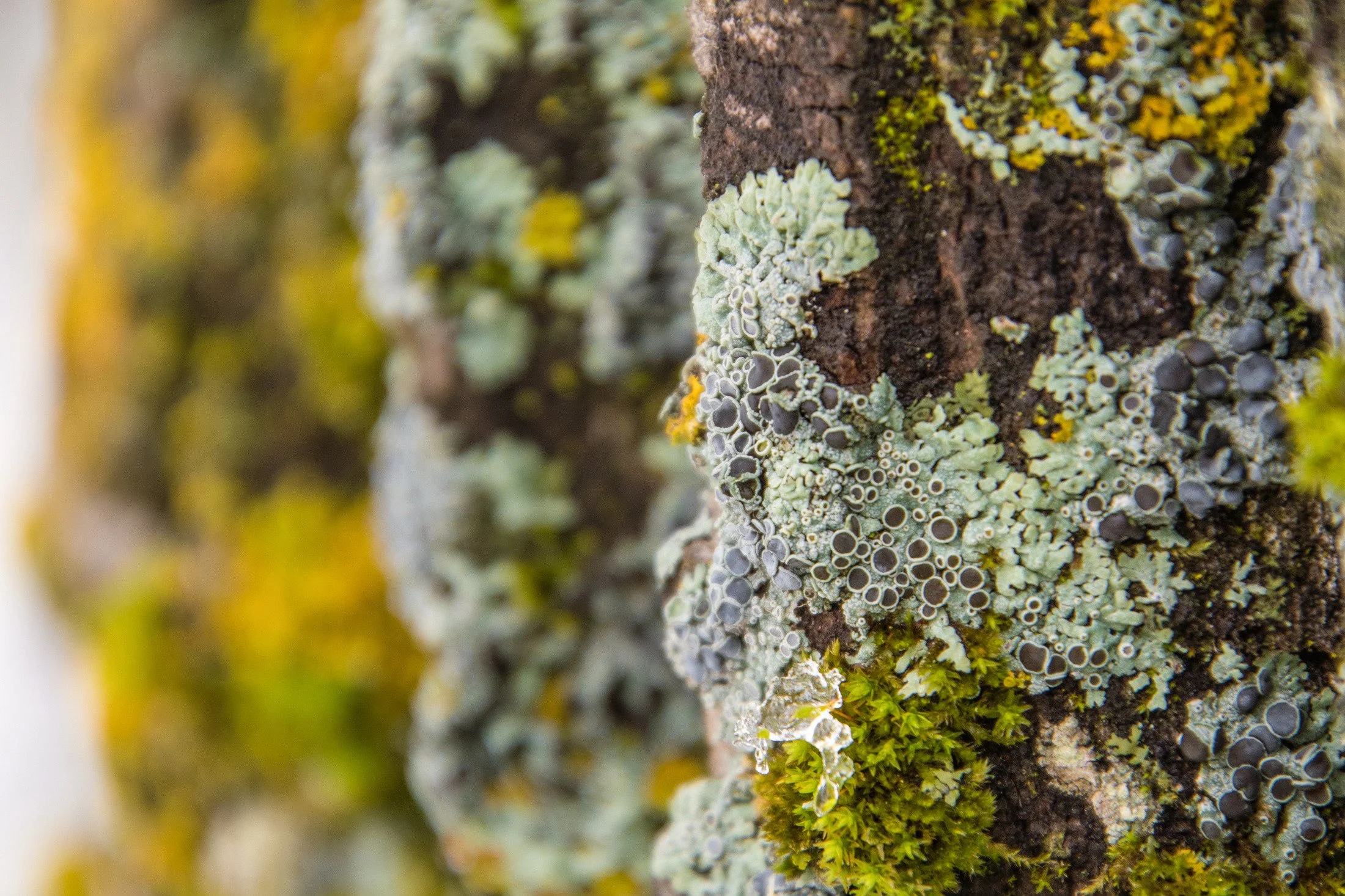 Close-up photo of a tree trunk covered with various types of lichen, moss, and fungi.