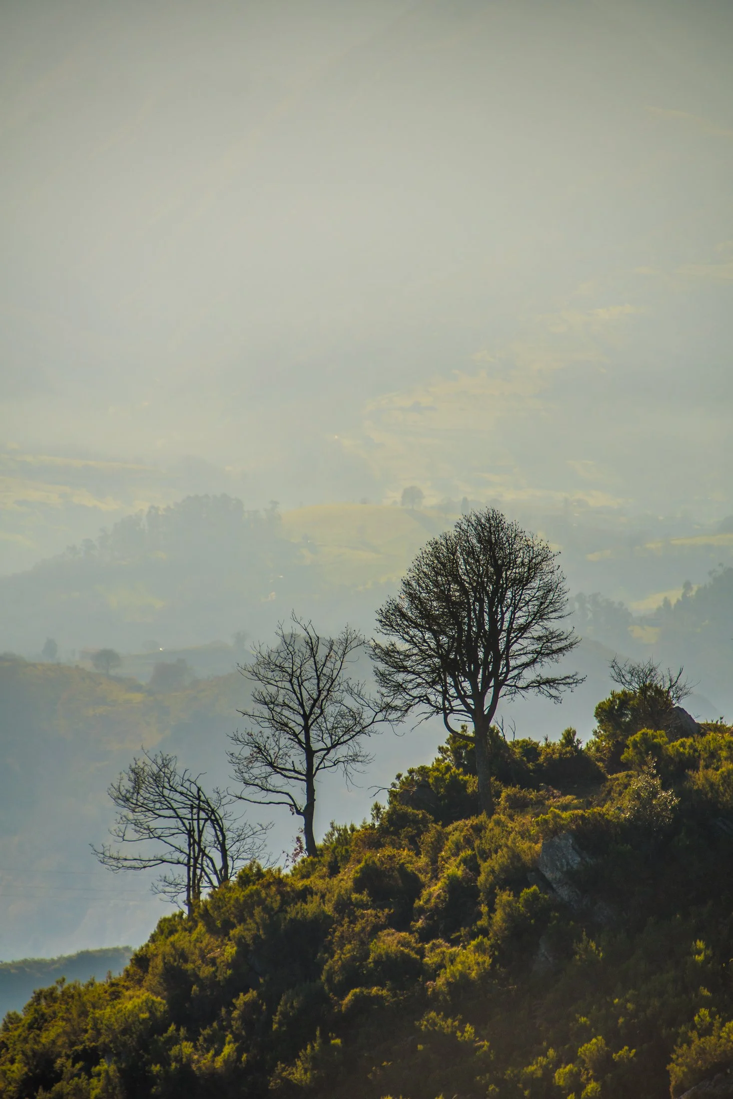 Hillside landscape with sparse leafless trees and dense green foliage, partly clouded sky